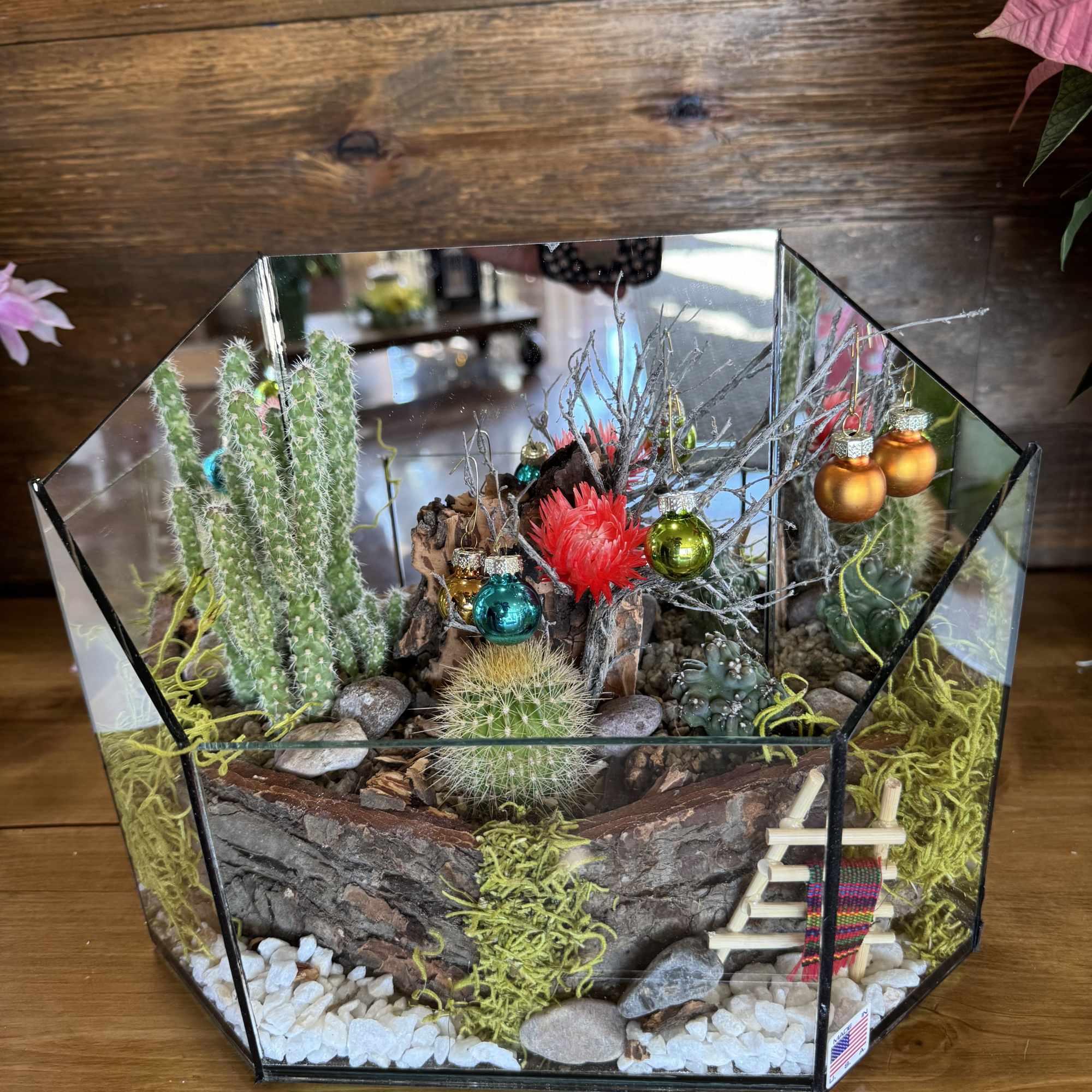 Beautiful Arizona cactus garden. Easy to care for cactus terrarium. 