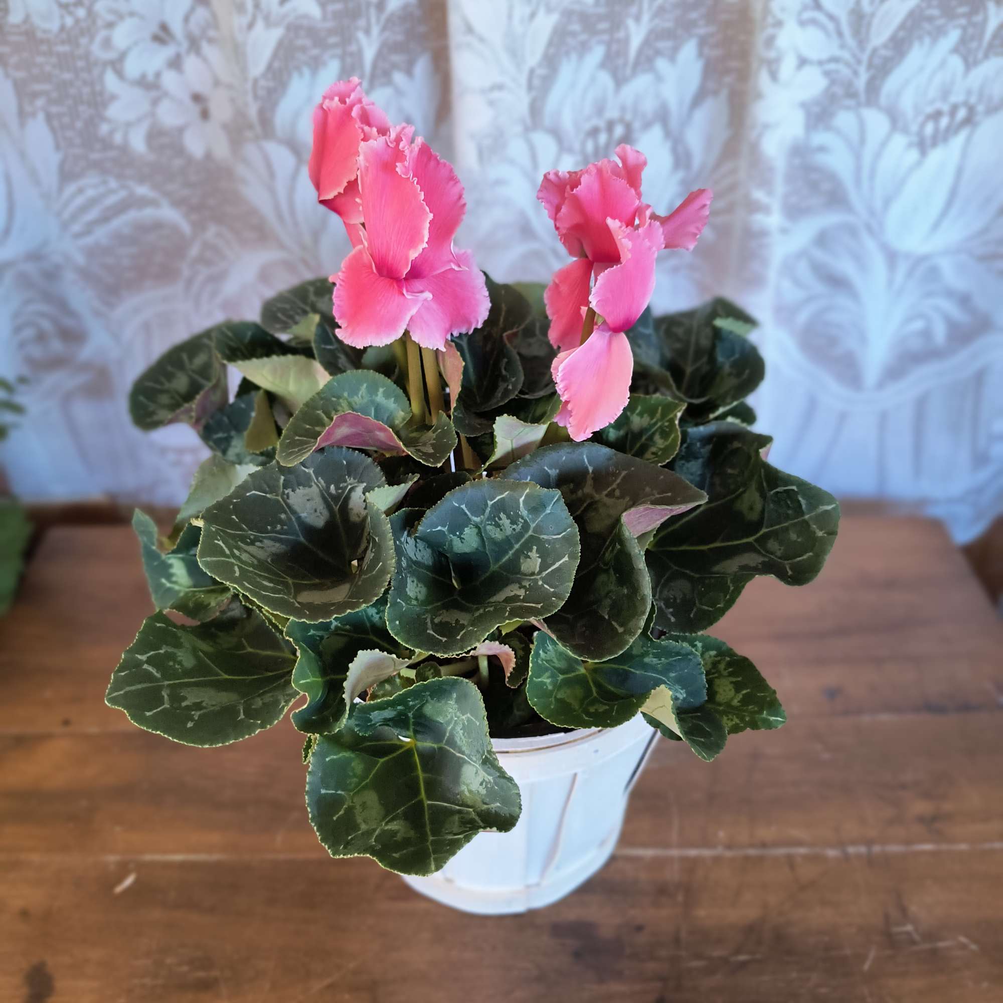 This delightful flowering pot will deliver beauty for a long time. The