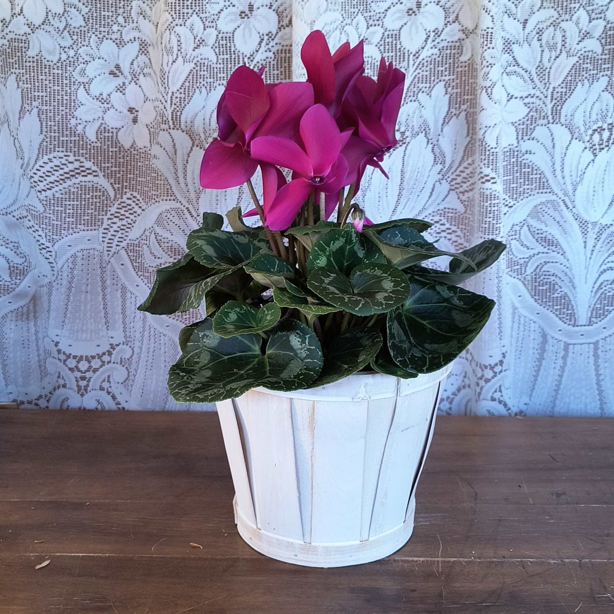 This delightful flowering pot will deliver beauty for a long time. The