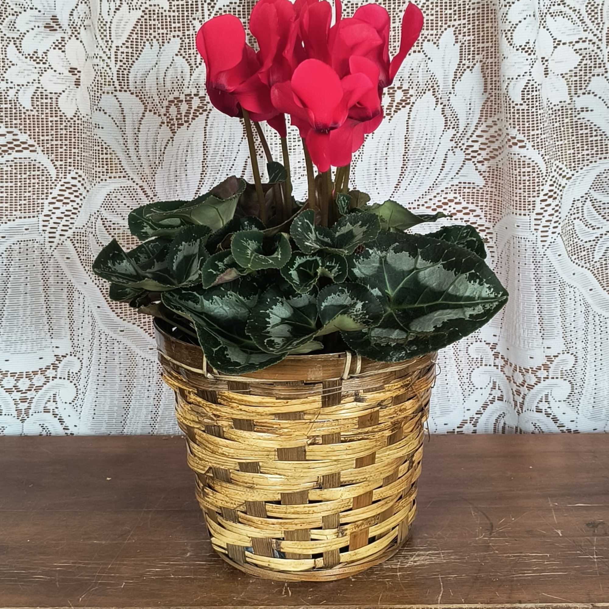 This delightful flowering pot will deliver beauty for a long time. The