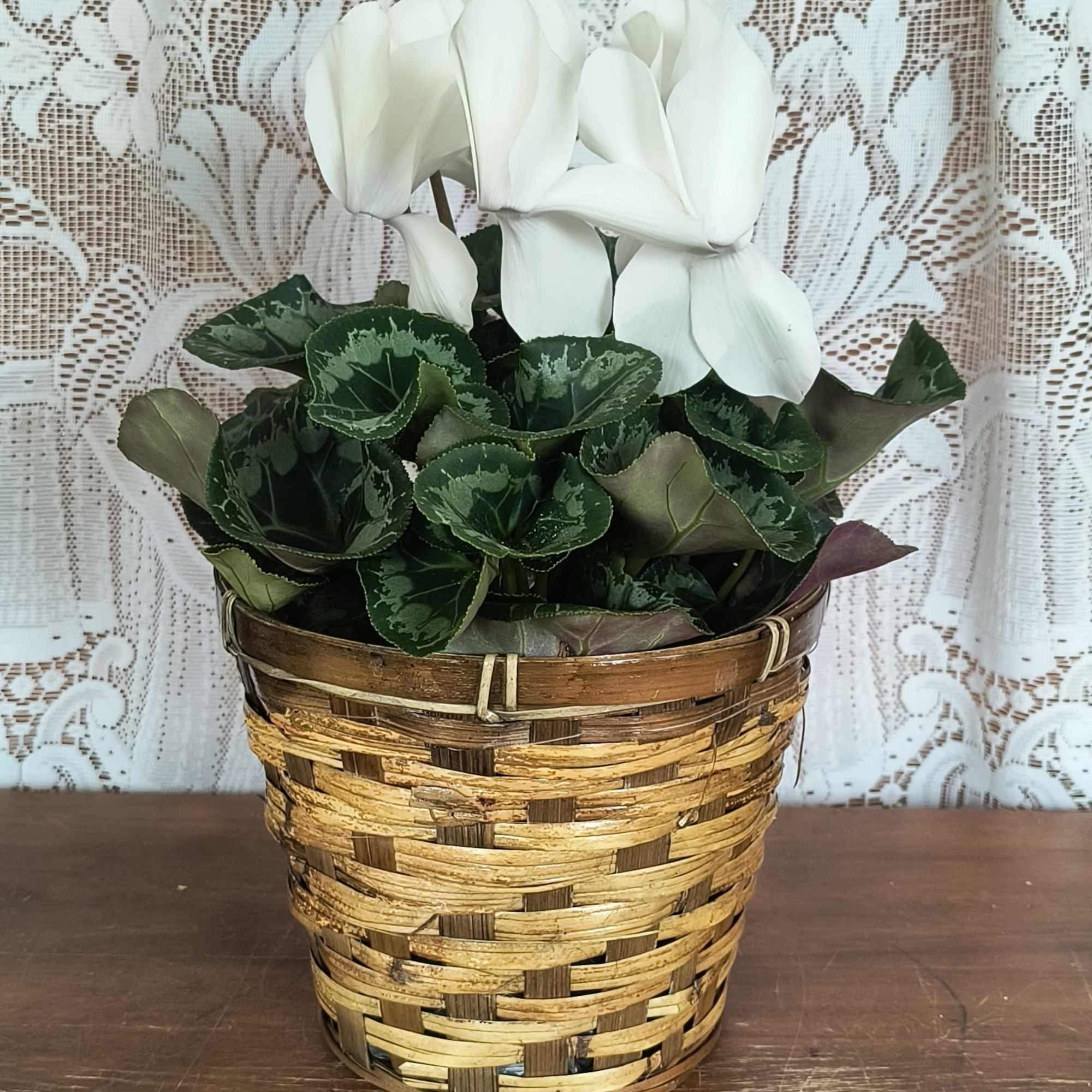 This delightful flowering pot will deliver beauty for a long time. The