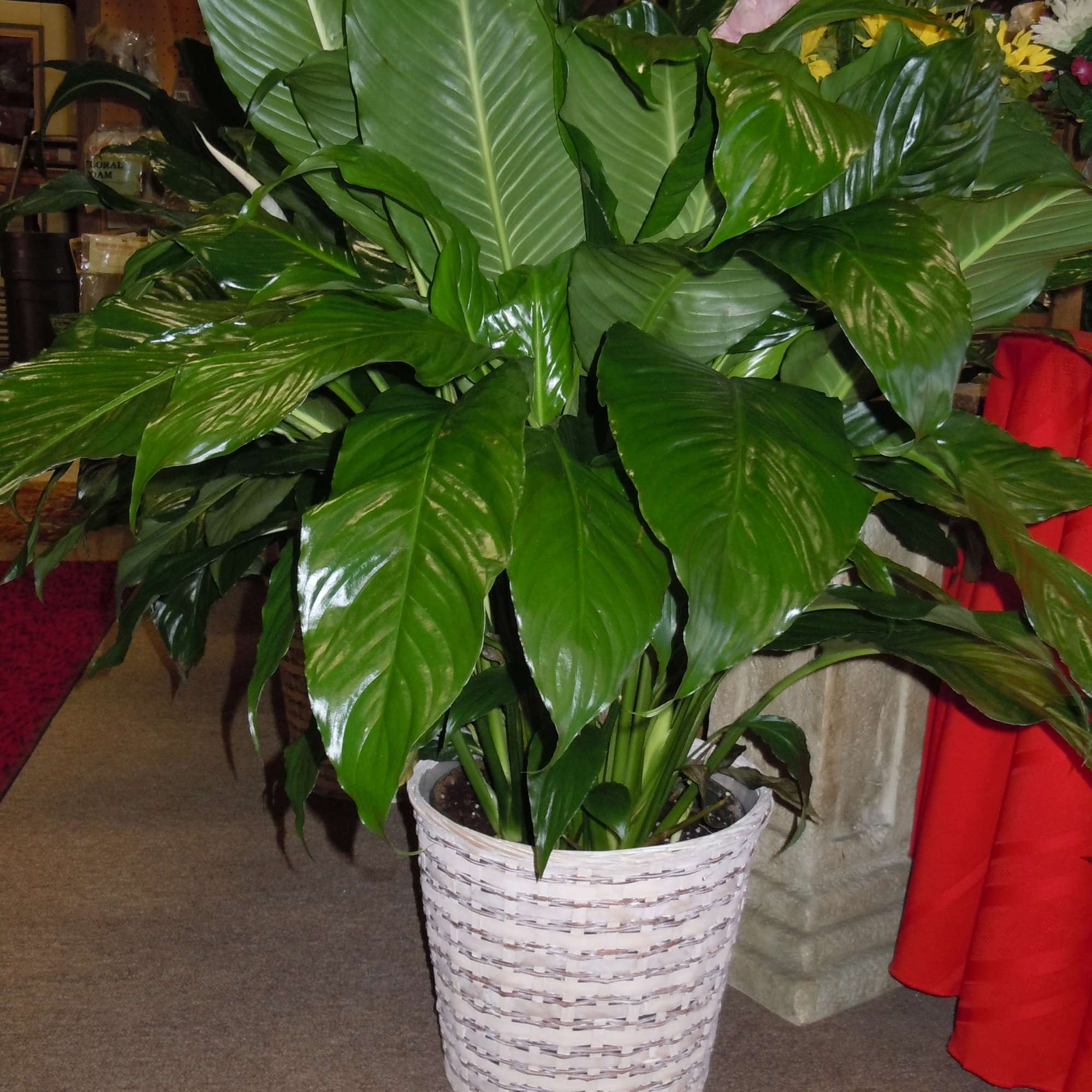 Standard:  6" pot
Deluxe:      8" pot
Premium: 