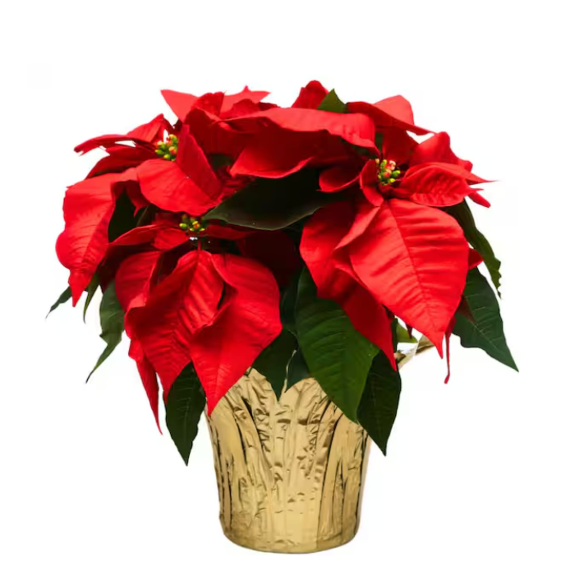 Bring home the timeless beauty of the holiday season with our premium