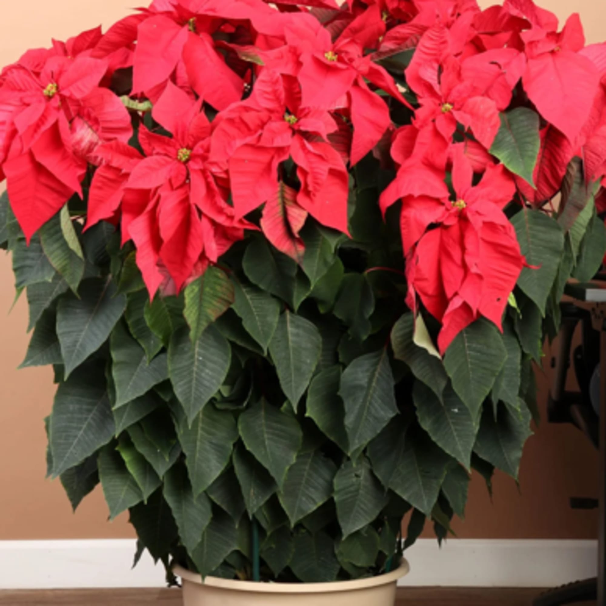 Bring home the timeless beauty of the holiday season with our premium