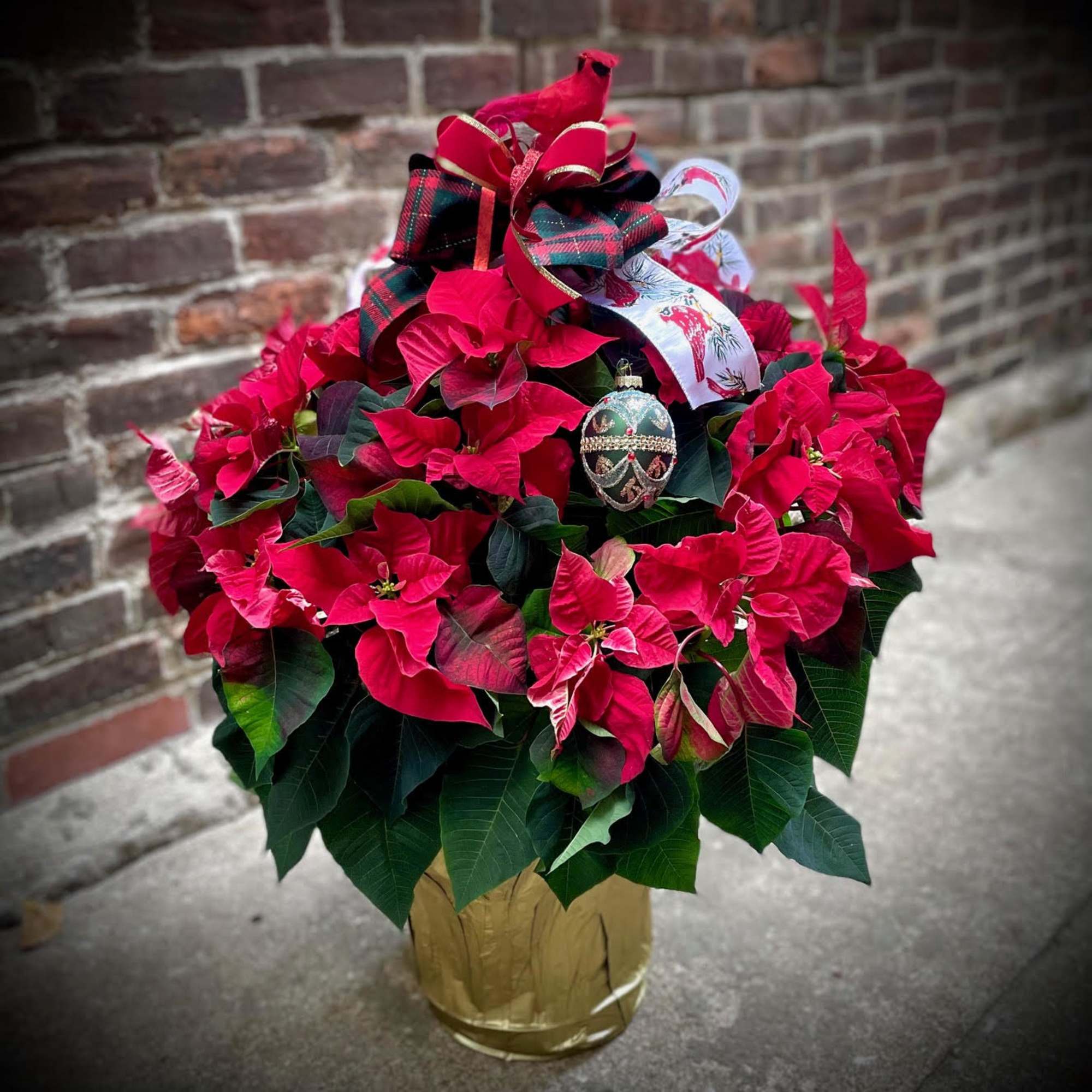 Gift an opulent Red Poinsettia, in an 8 inch foil container, to