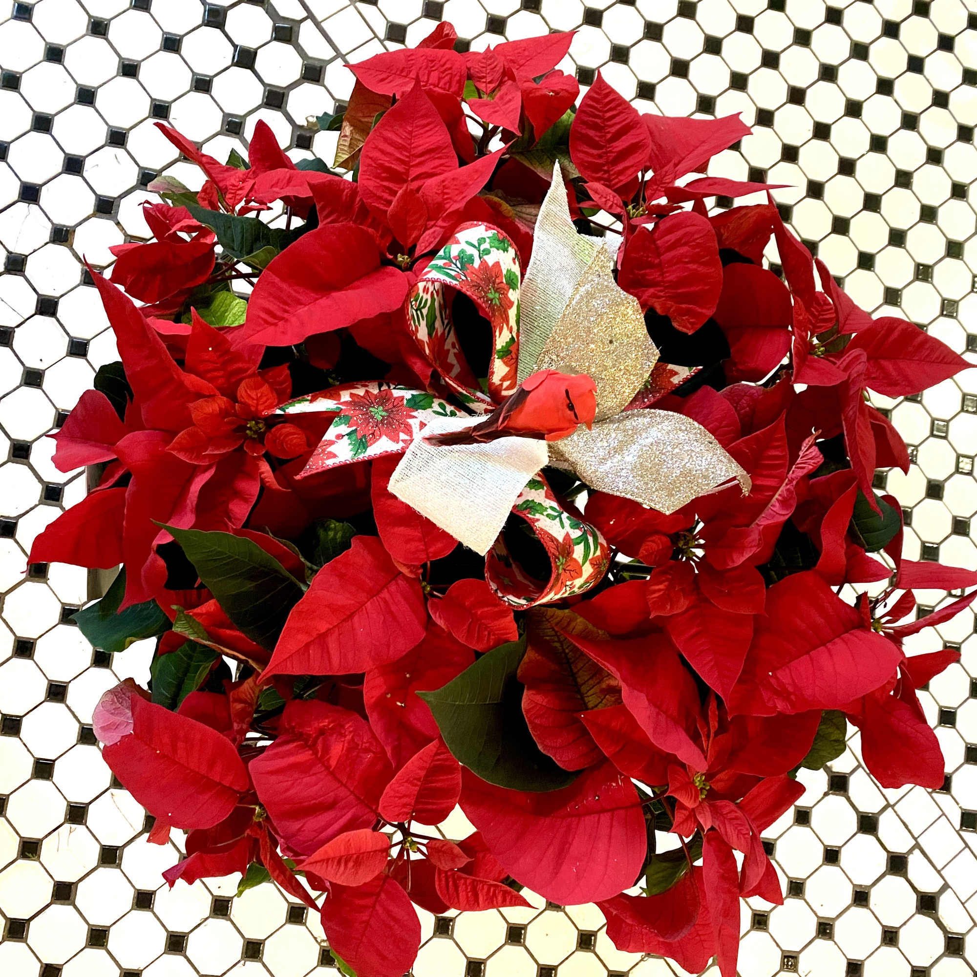 Gift an opulent Red Poinsettia, in an 8 inch foil container, to