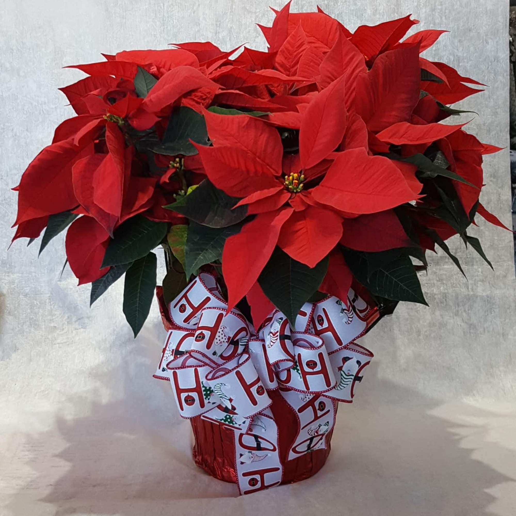 A beautiful, lush  poinsettia in a 10&quot; pot, wrapped with foil