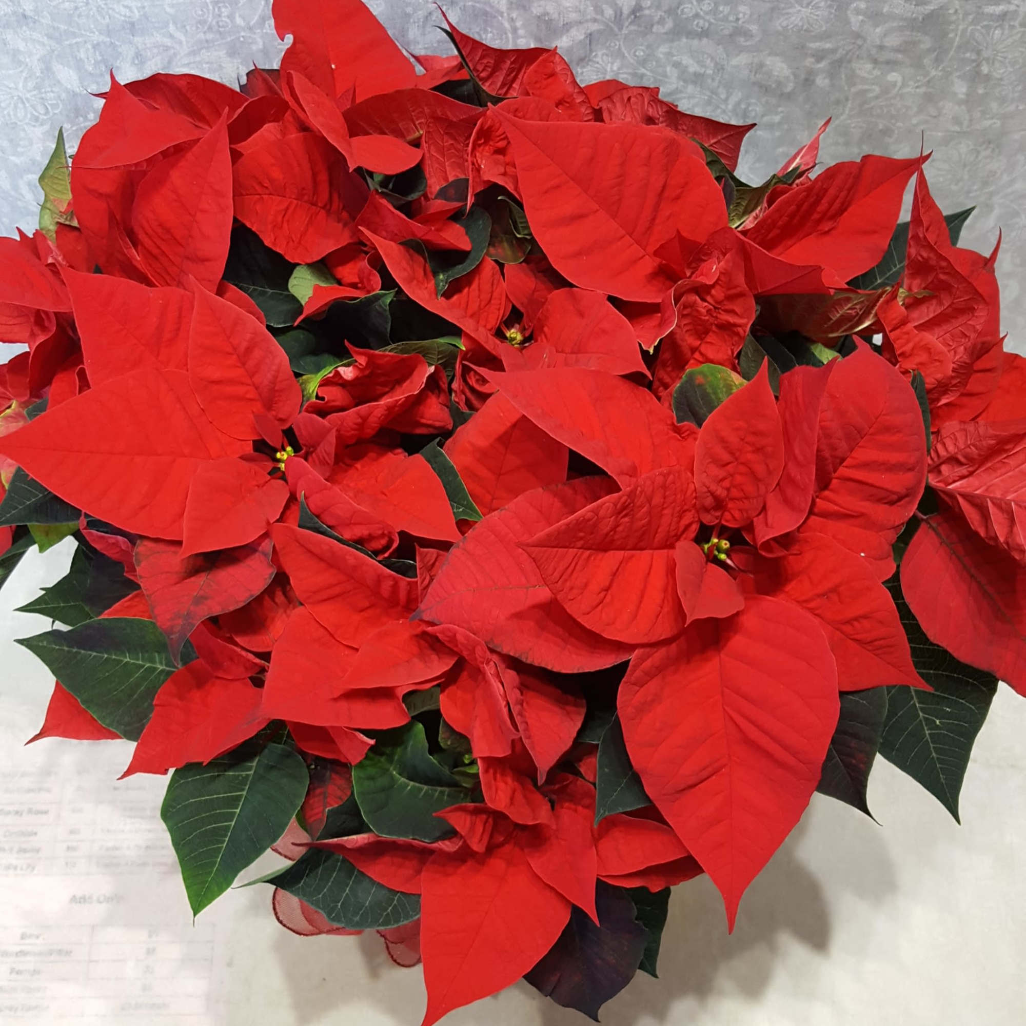 A beautiful, lush  poinsettia in a 10&quot; pot, wrapped with foil