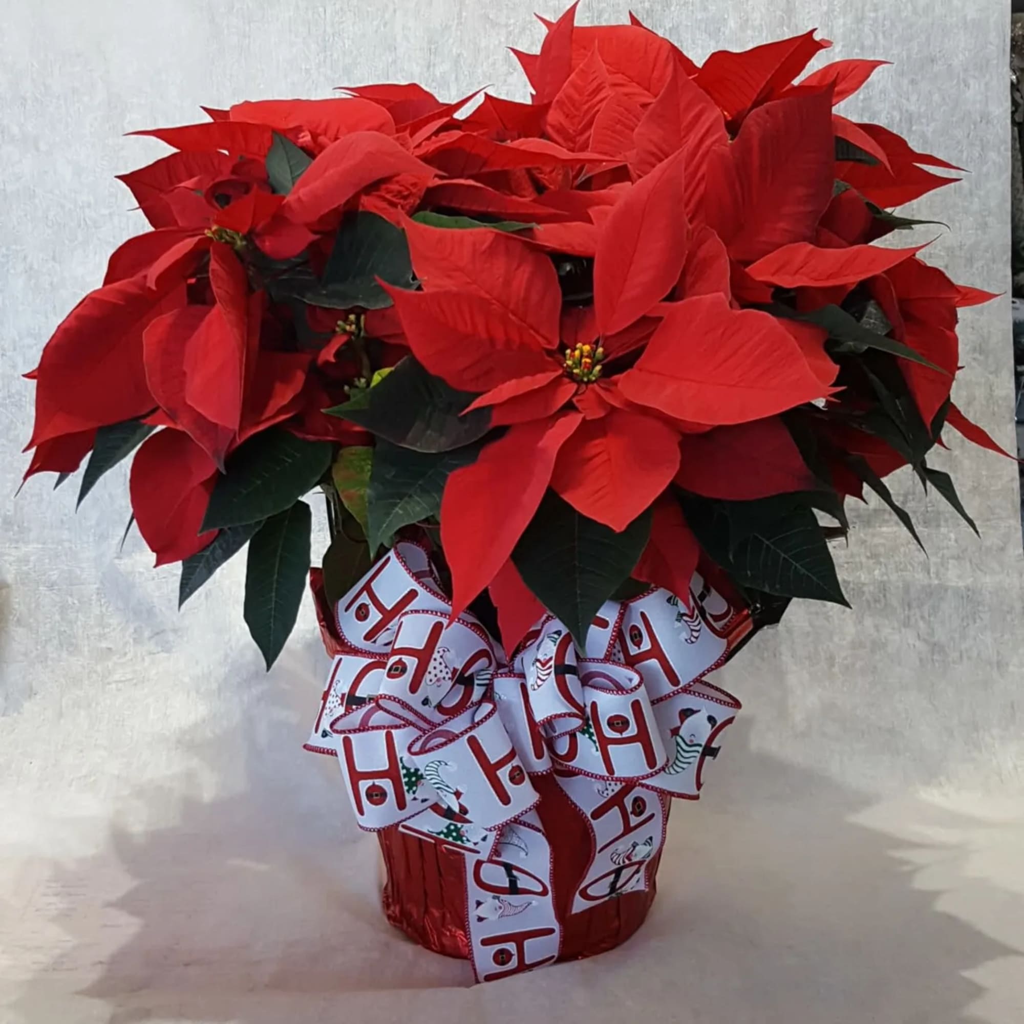 A beautiful, lush  poinsettia in a 10&quot; pot, wrapped with foil