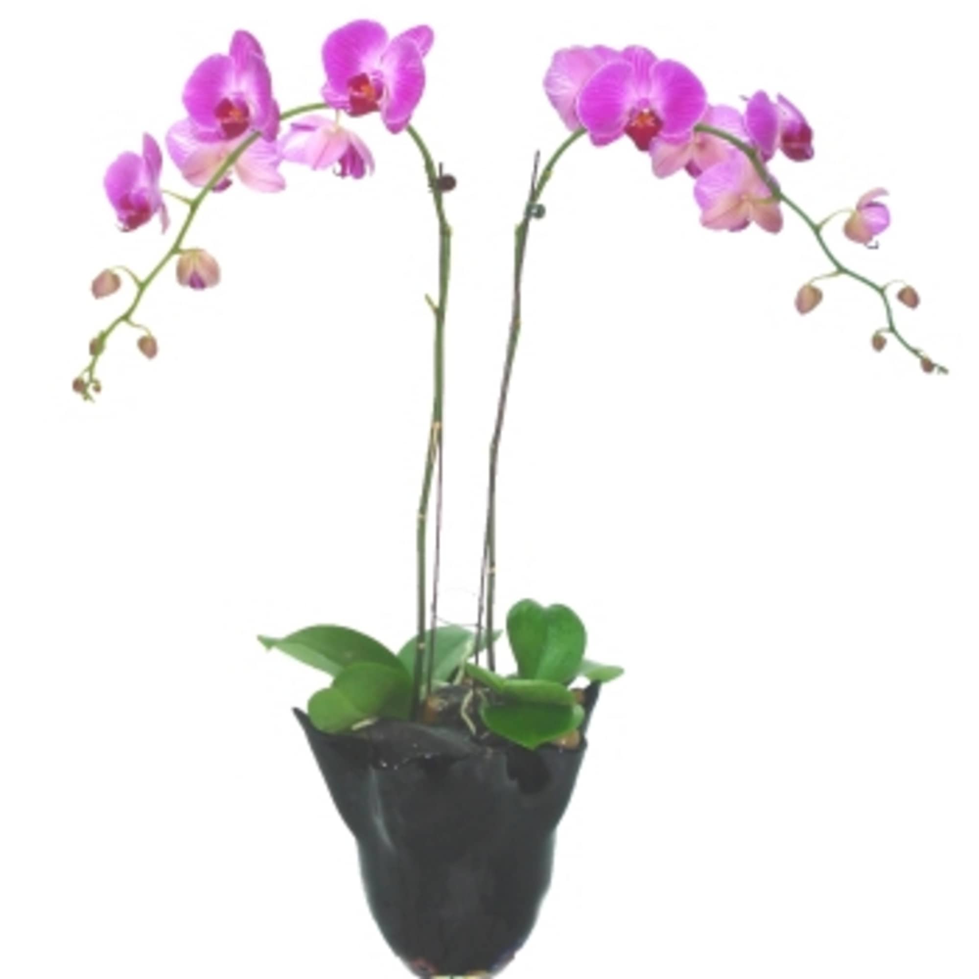 One perfect lavender potted phalaenopsis orchid plant is accented with a curling