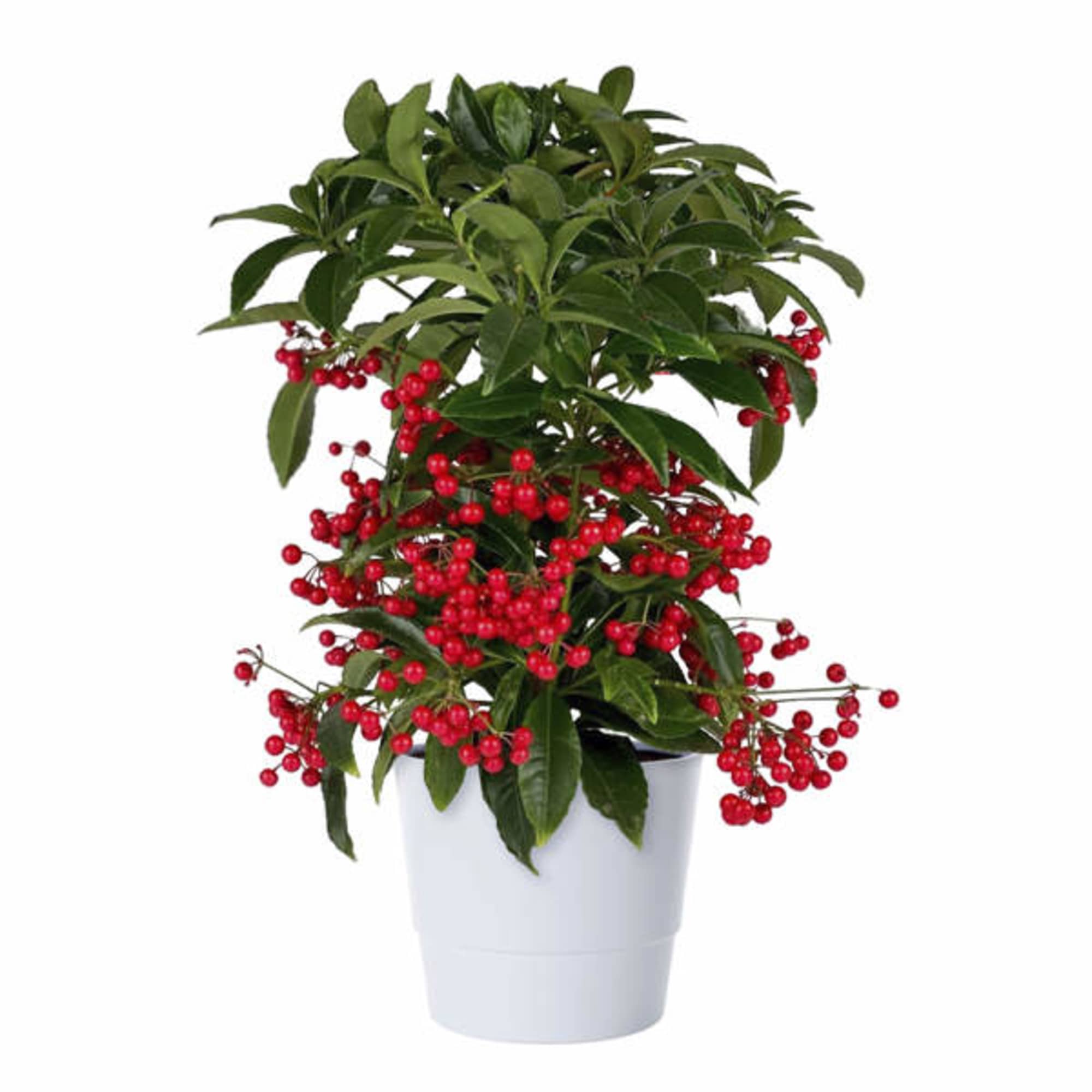 Holiday herbs Ardisia bospremium bright light to full sun.