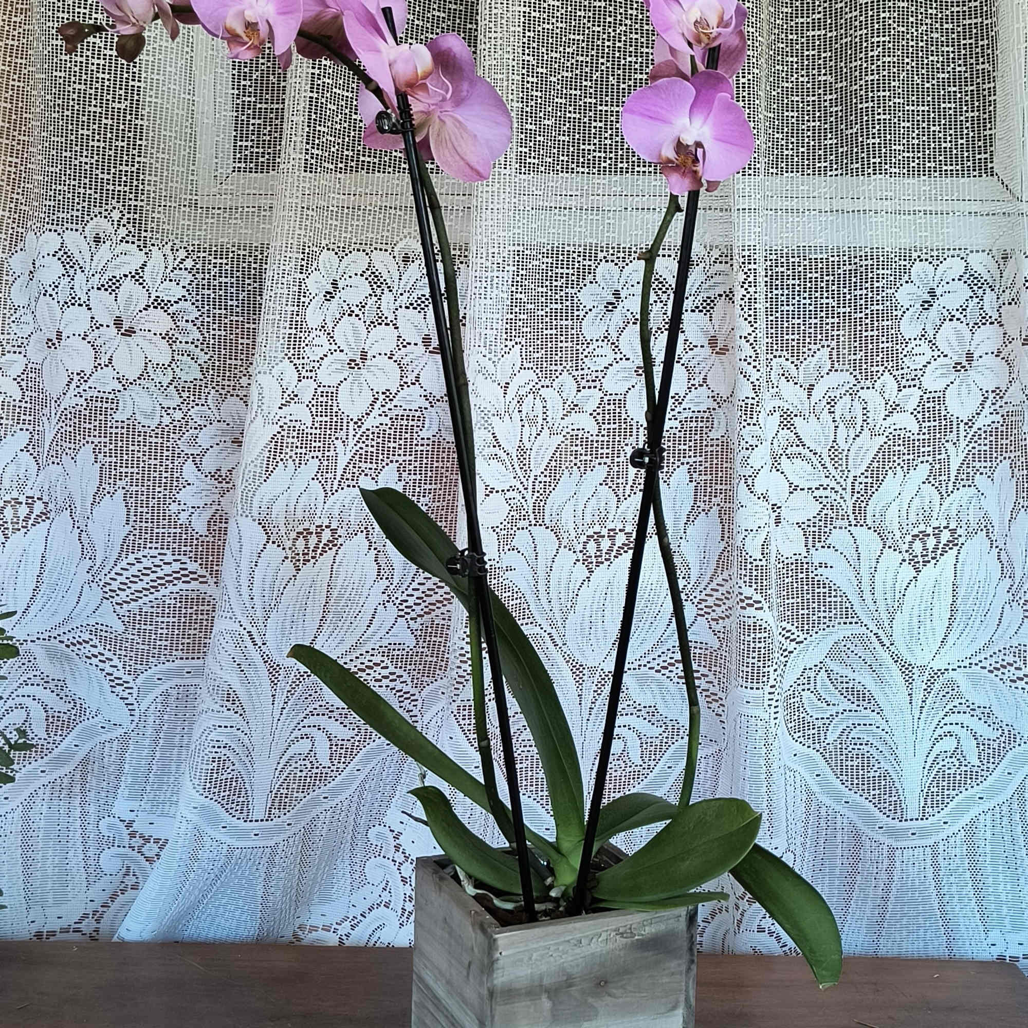 Elegant and precious the blooms of an orchid. This plant is displayed