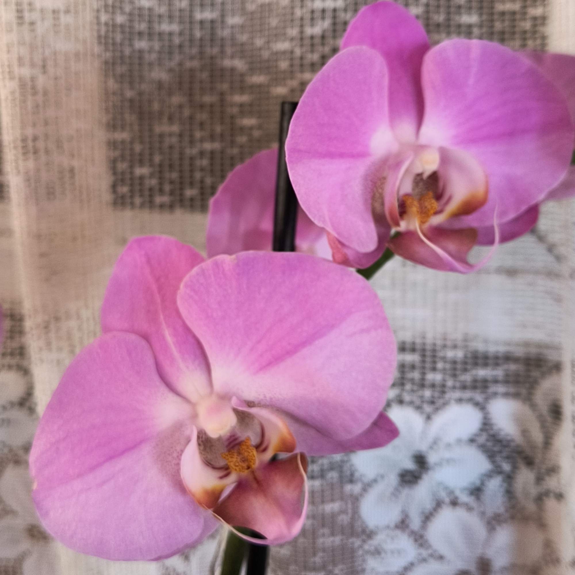 Elegant and precious the blooms of an orchid. This plant is displayed