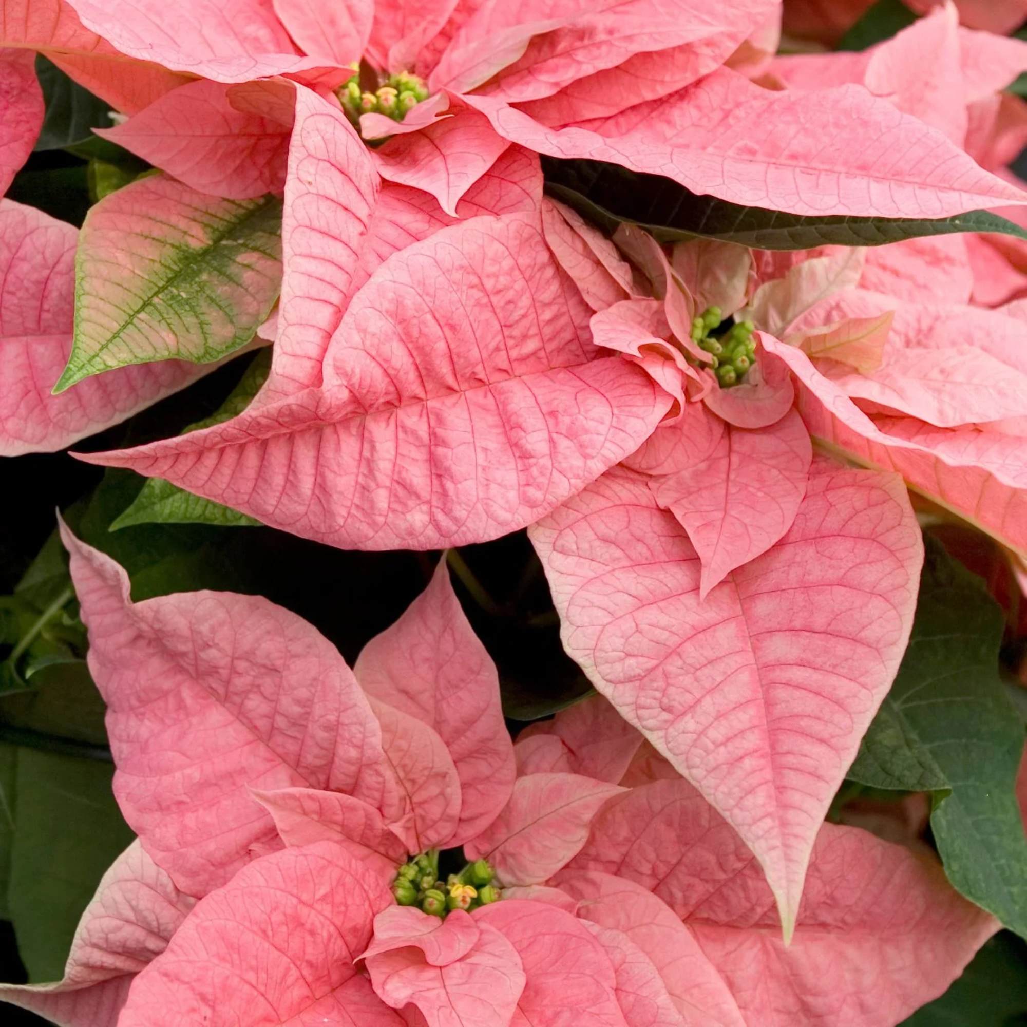 Happiest Holidays Poinsettia
Poinsettias make any home feel ready for the holidays with