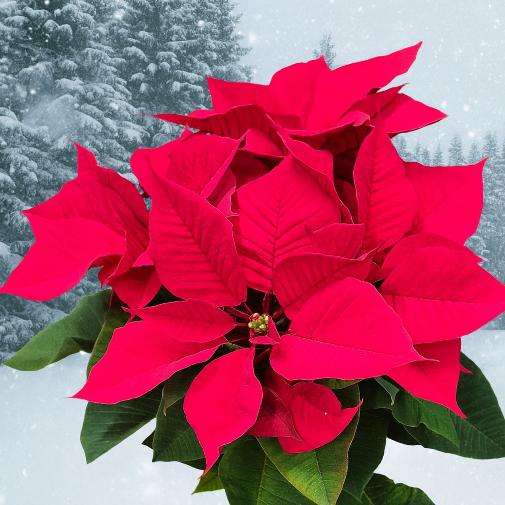 Poinsettia in a white basket with a festive bow.

Give It Plenty of