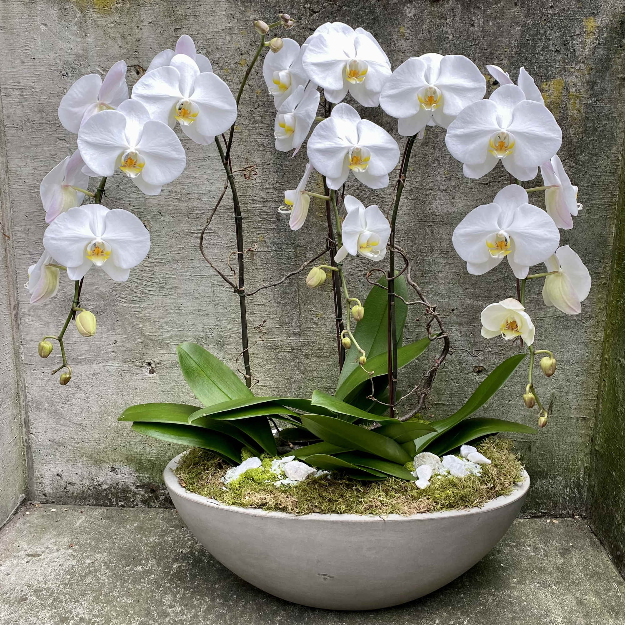 Orchid plants are a classic gift that is appropriate for every occasion.