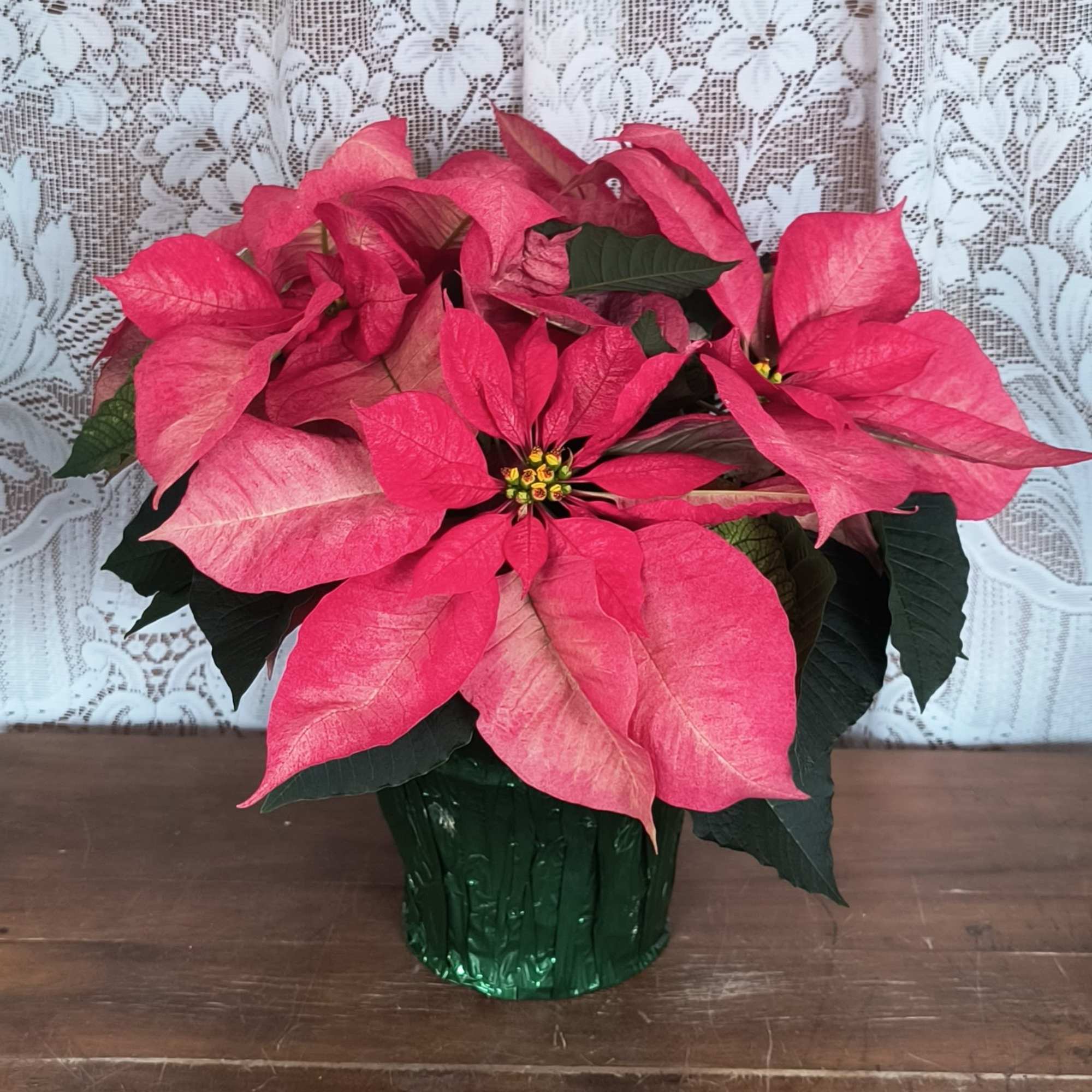 The poinsettia has been a holiday favorite for generations&hellip;and for a very