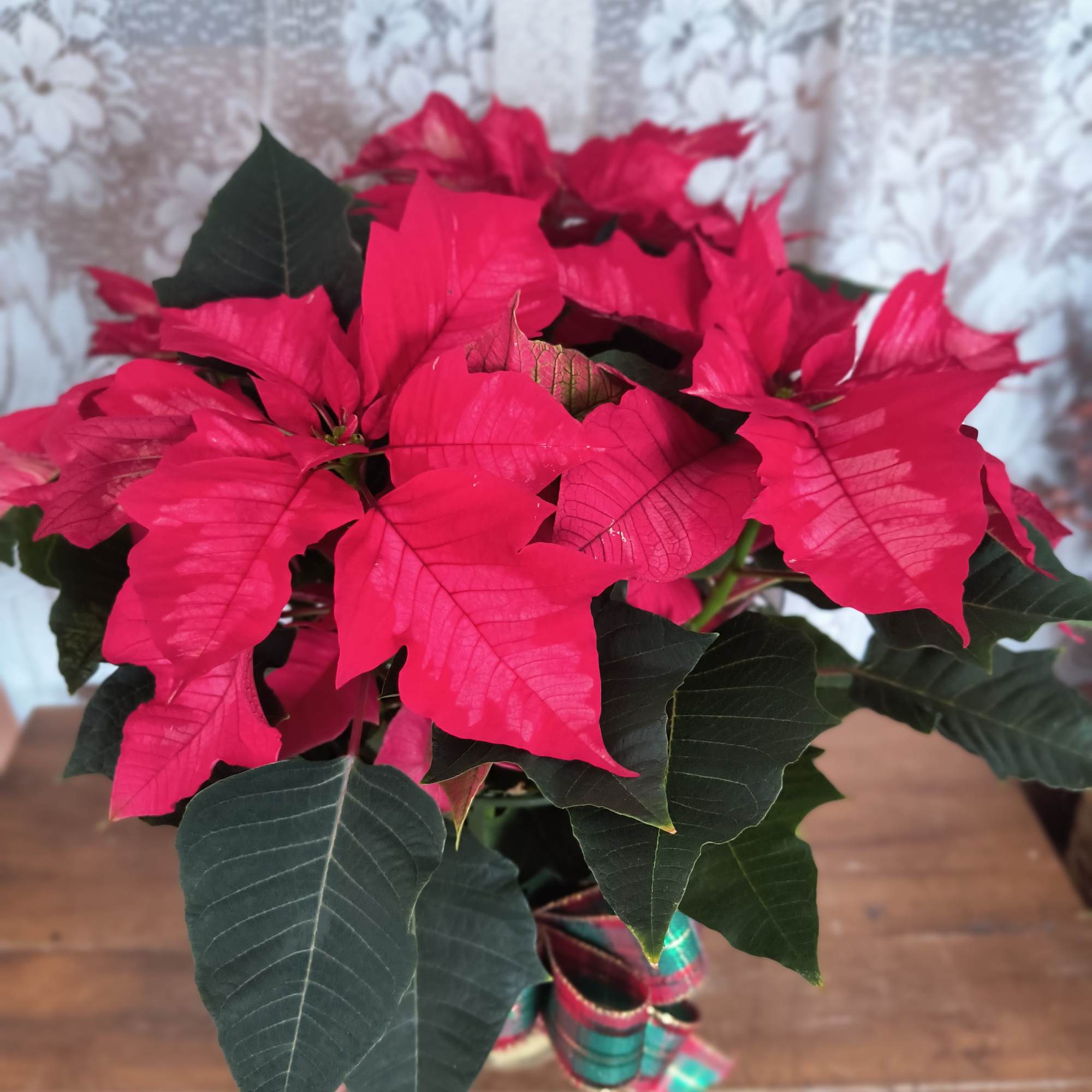 The poinsettia has been a holiday favorite for generations&hellip;and for a very