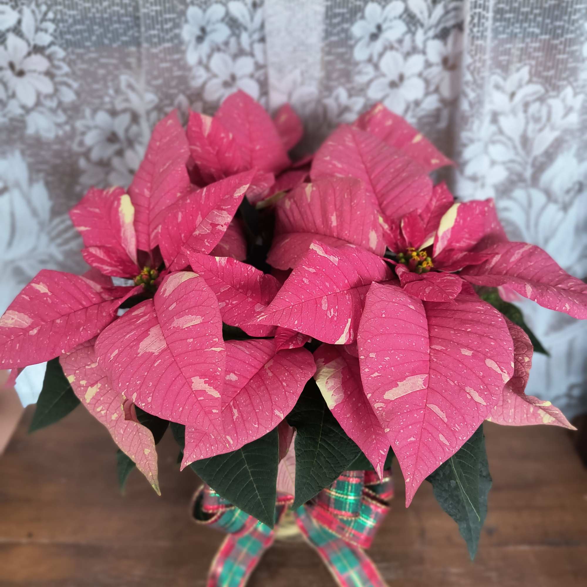 The poinsettia has been a holiday favorite for generations&hellip;and for a very