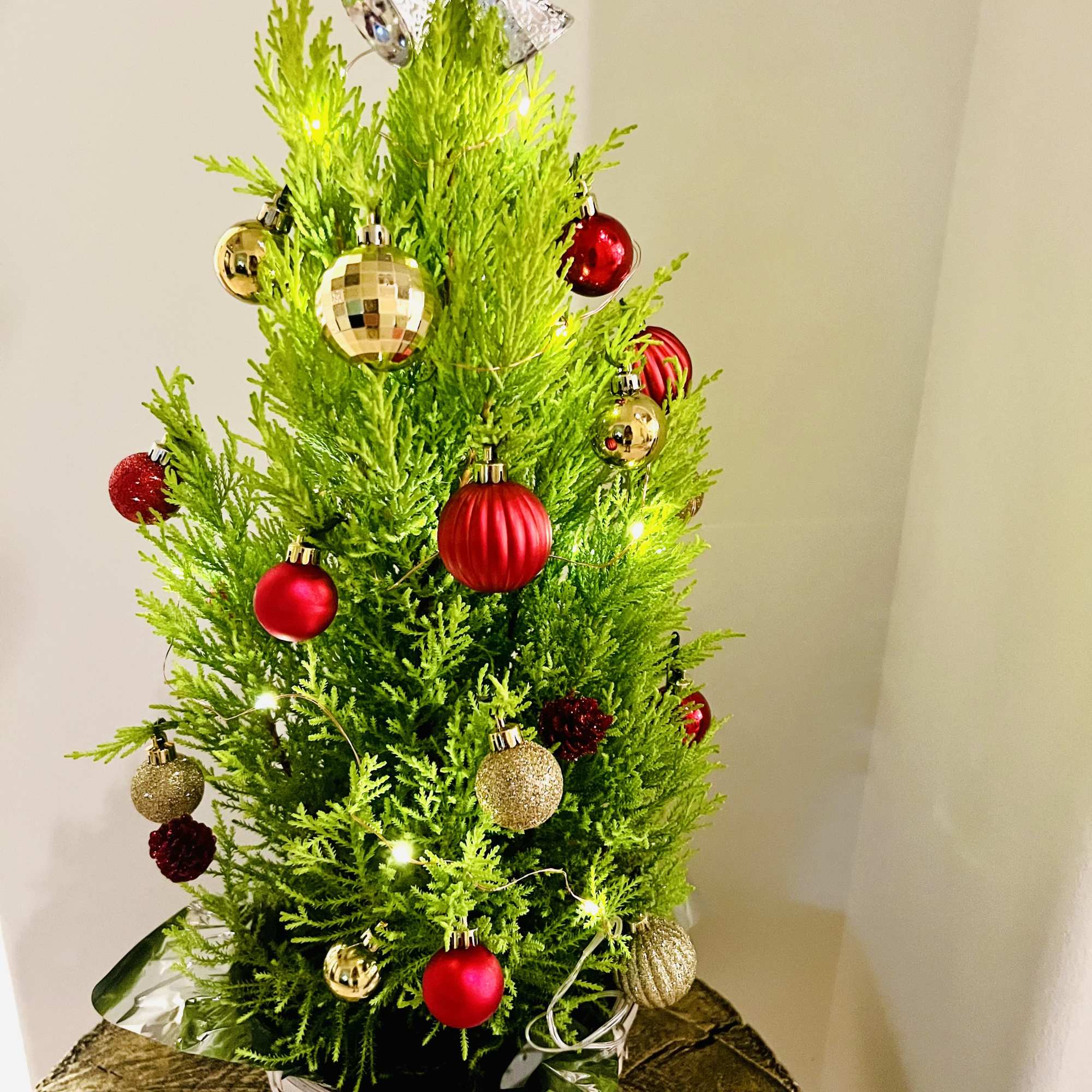A charming 24-inch cypress Christmas tree, glowing with warm lights and festive