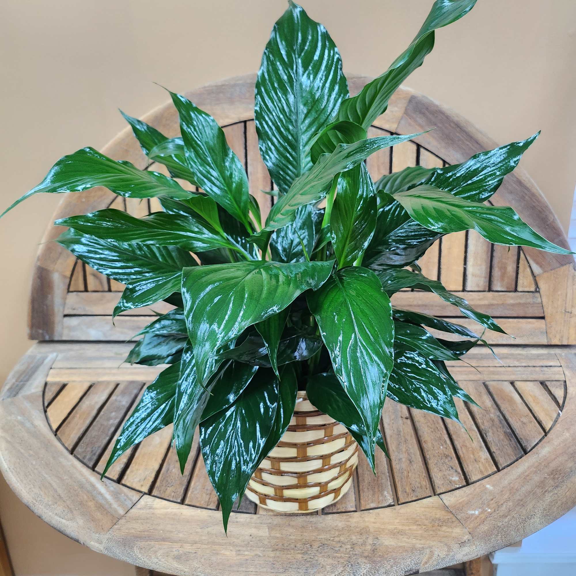 Green Plant Peace Lily in Wicker Basket With Bow