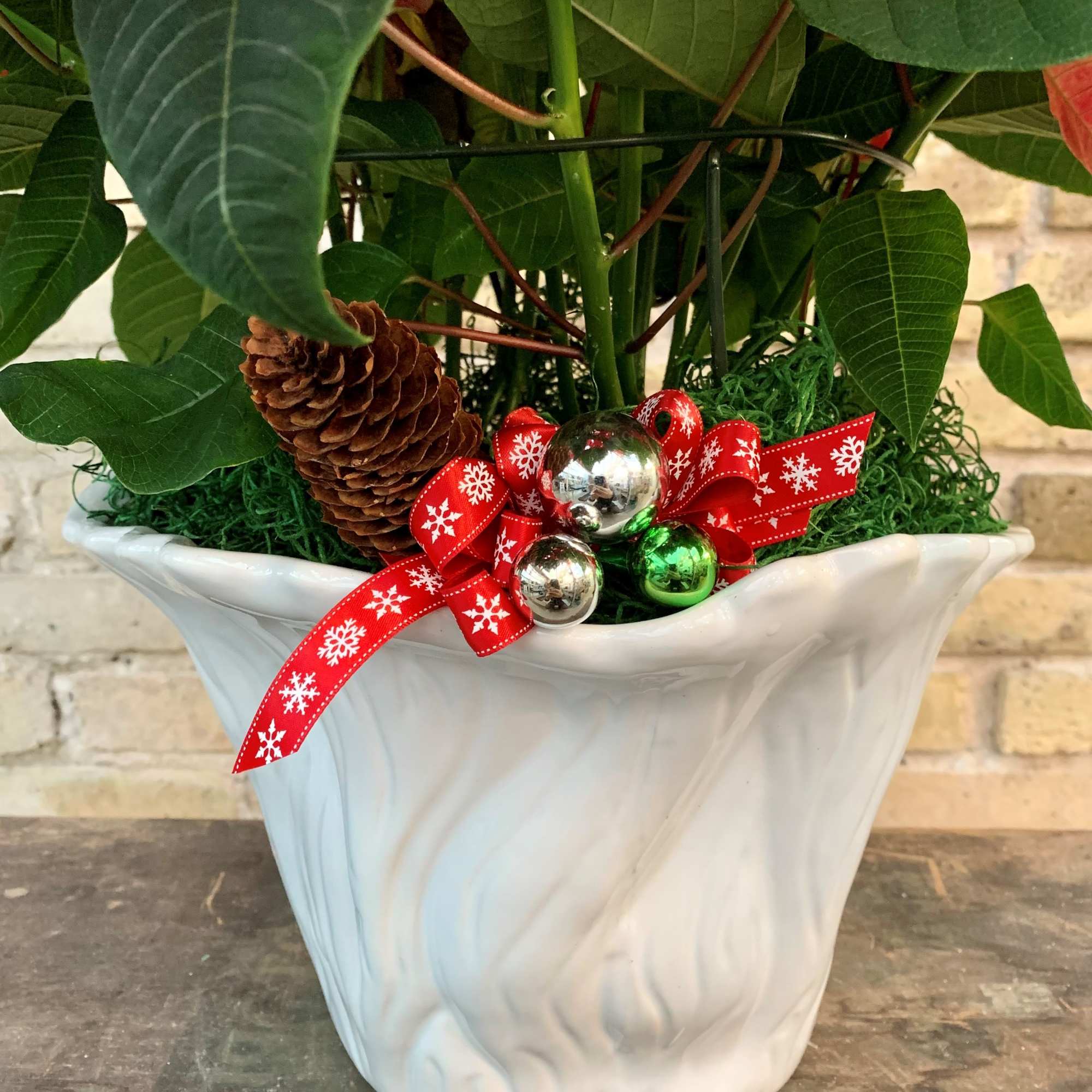 Lovely Red Poinsettia Decorated For The Holiday
Displayed In a Decorative White Ceramic