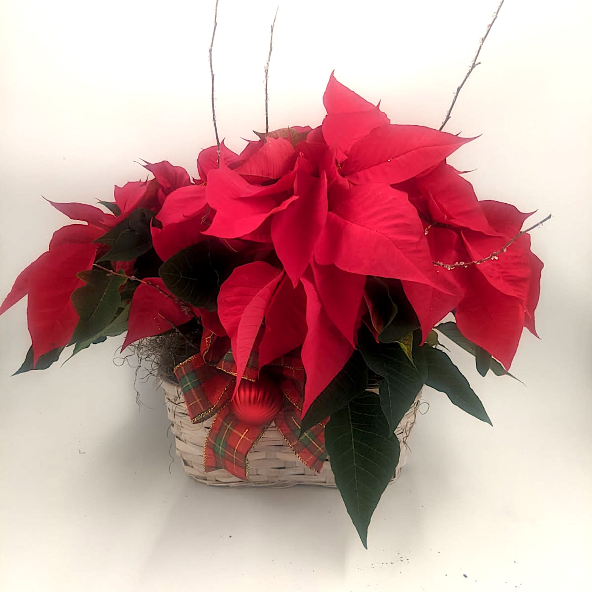 *FOR A LIMITED TIME ONLY* 
Celebrate the season with this charming holiday