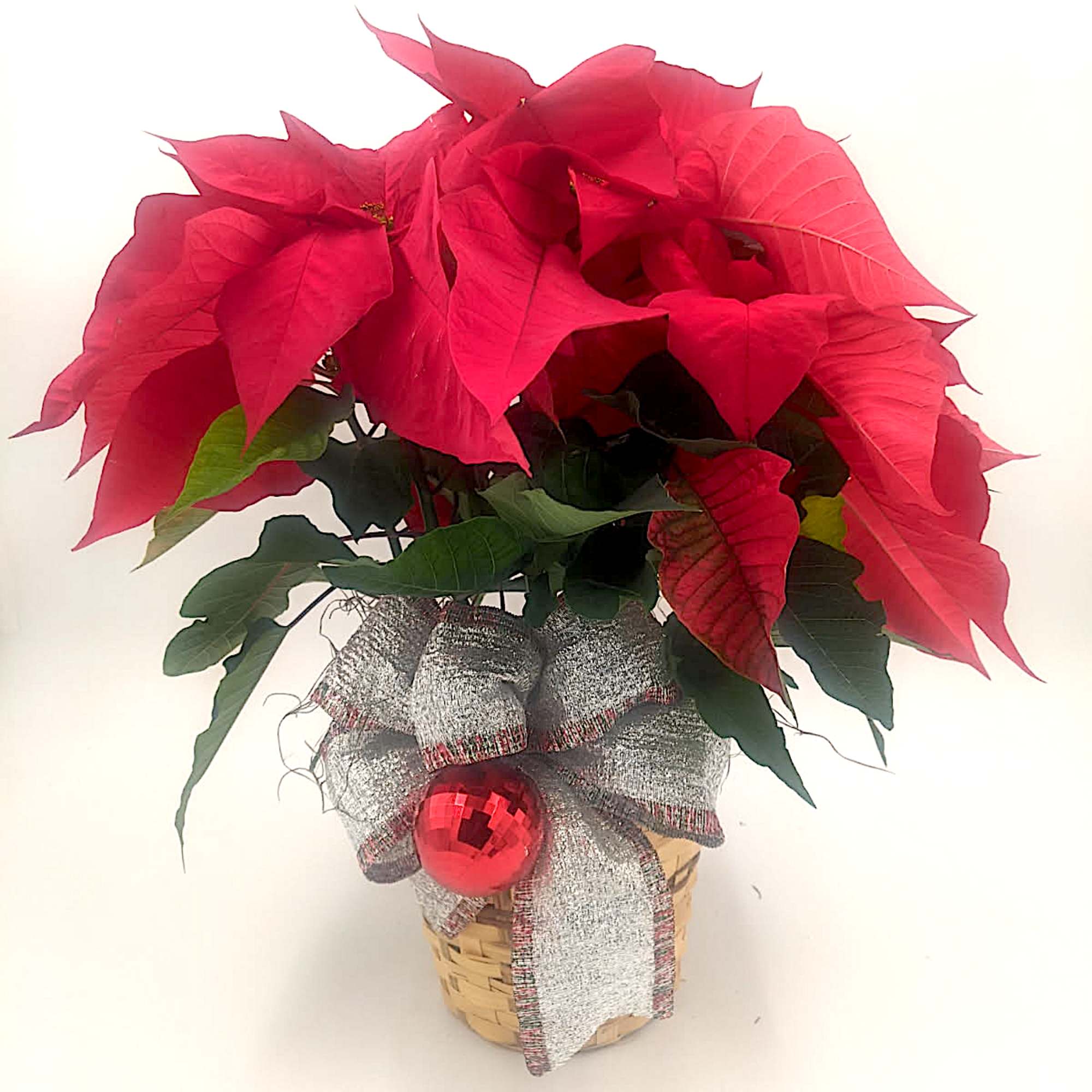 *FOR A LIMITED TIME ONLY* 
Celebrate the season with this charming holiday