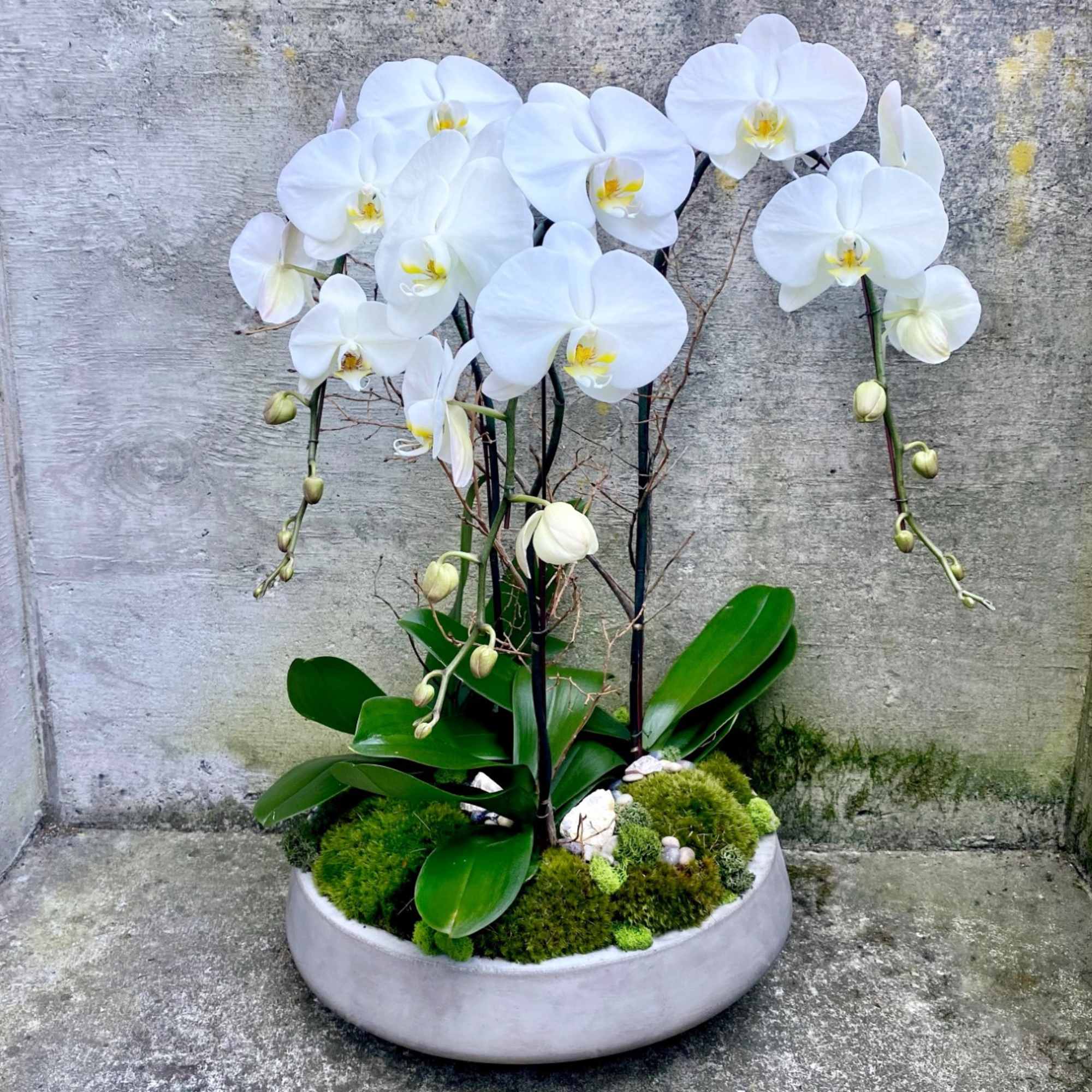 NOTE: Phalaenopsis Orchid plants are in between seasons, making them difficult to