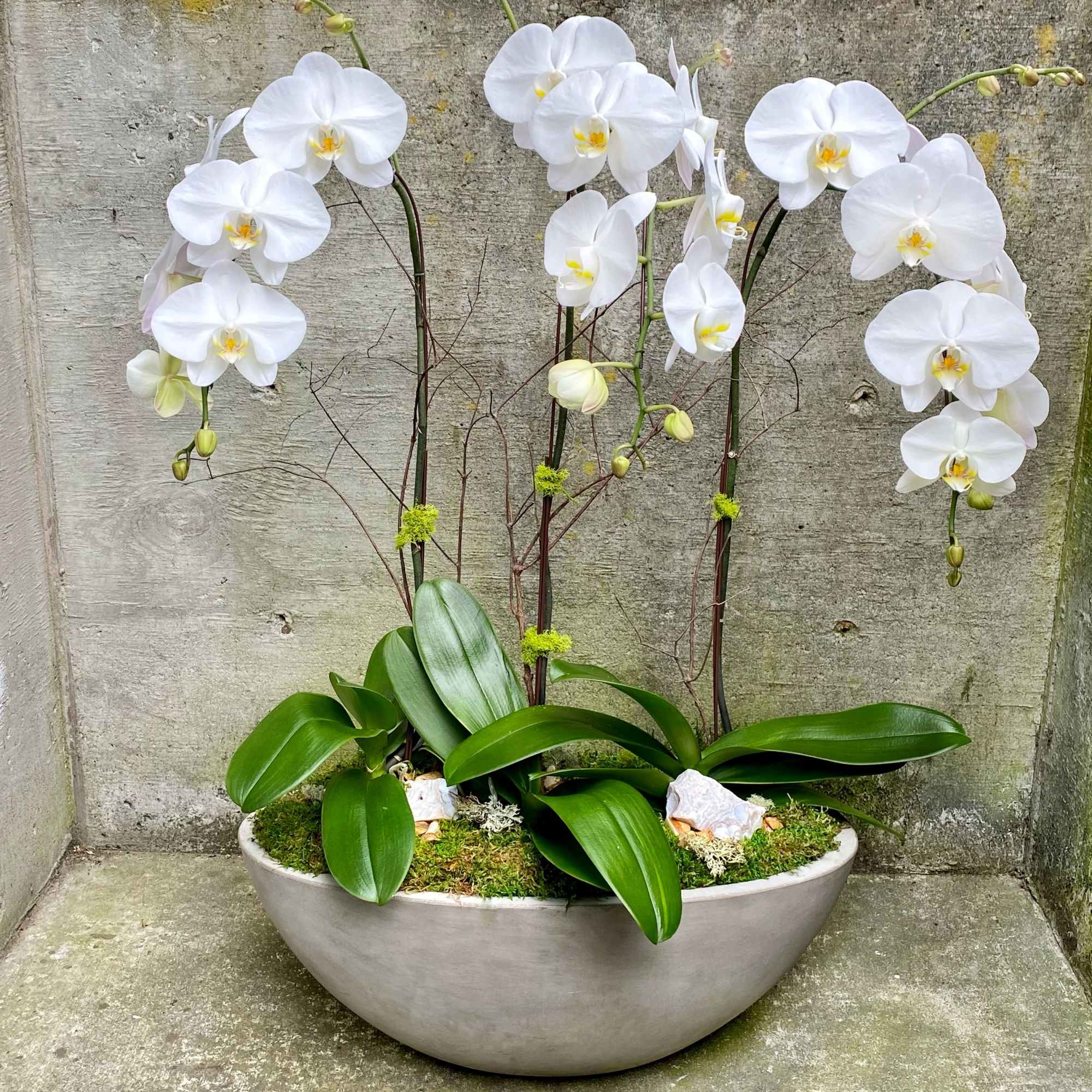 NOTE: Phalaenopsis Orchid plants are in between seasons, making them difficult to