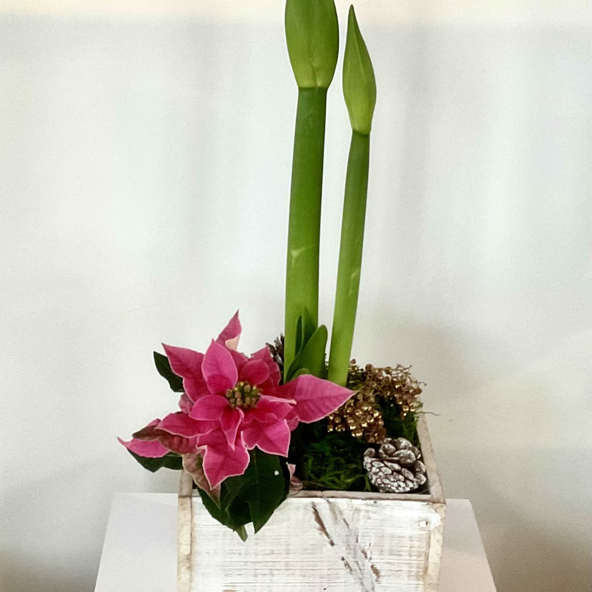 We love amaryllis with its trumpet shaped blooms allowing us to guess