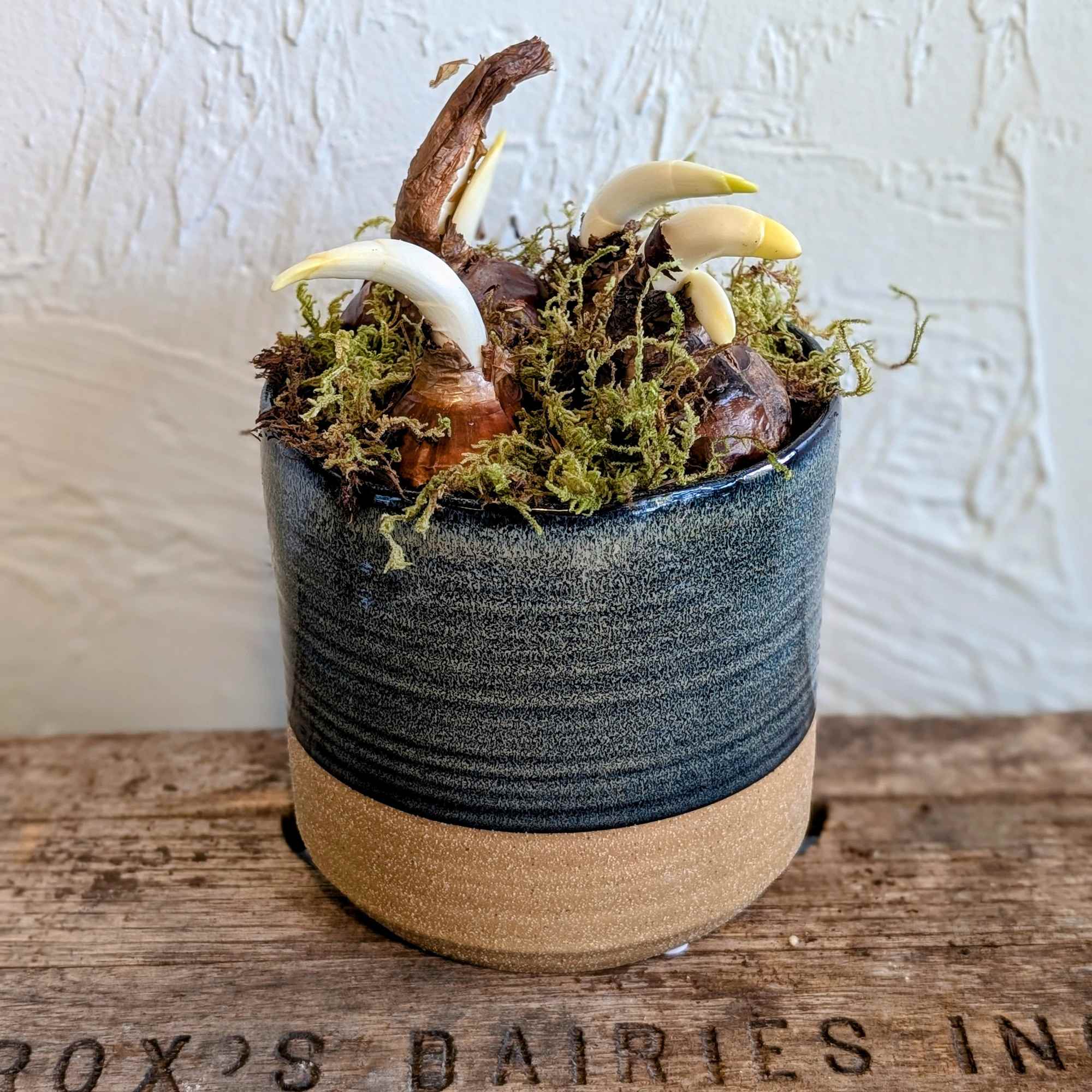 Petite and stylish, the Paper White Planter in the Tabor Pot is