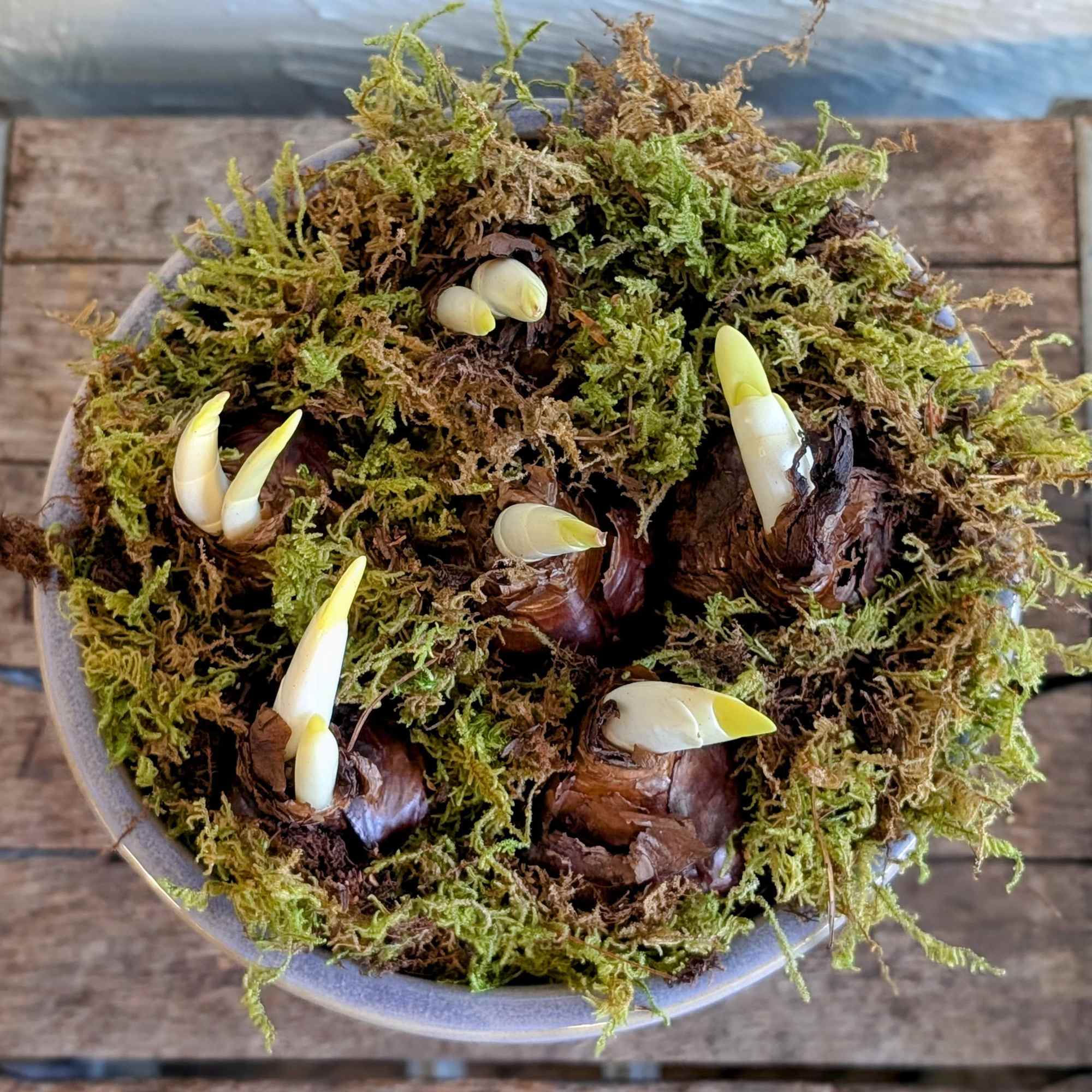 Our Paper White Planter in the Intrepid Pot offers a bold, modern