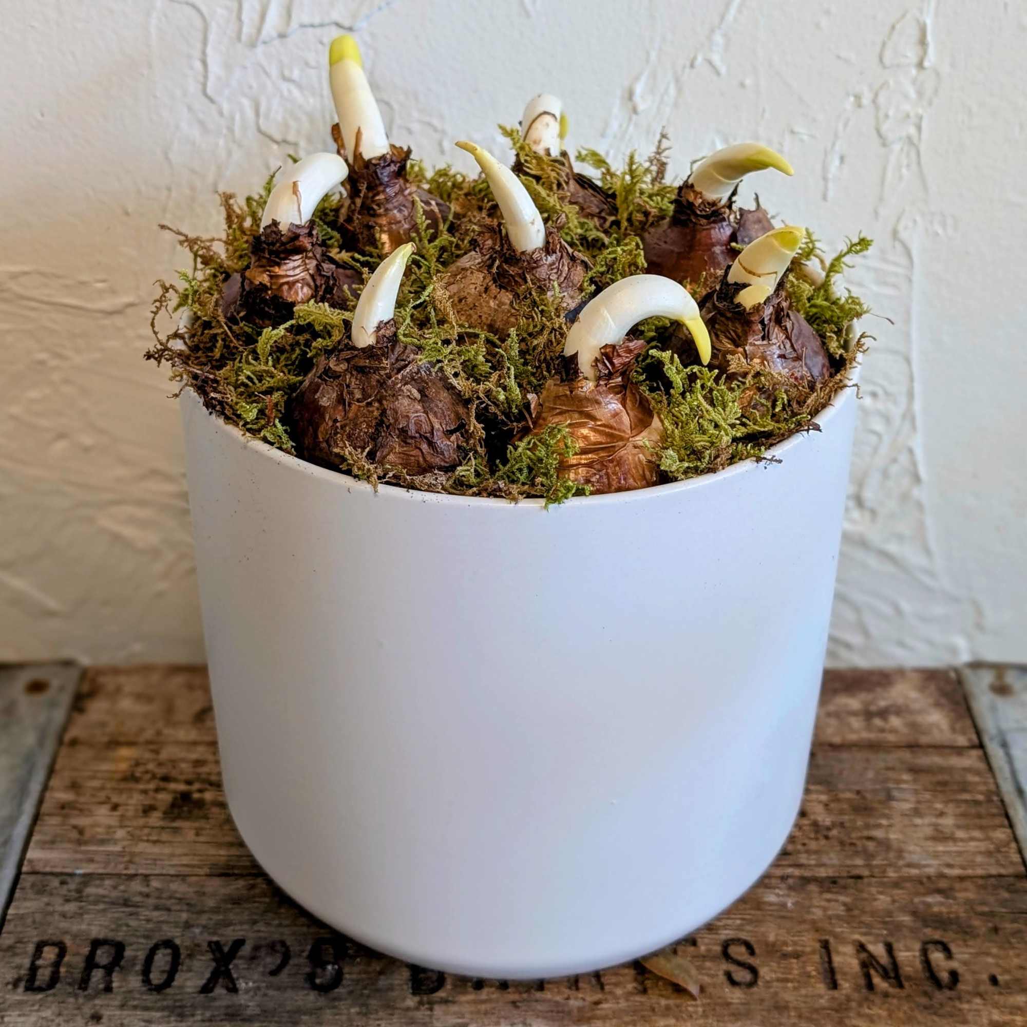 The Paper White Planter in the Kendall Pot combines modern texture with