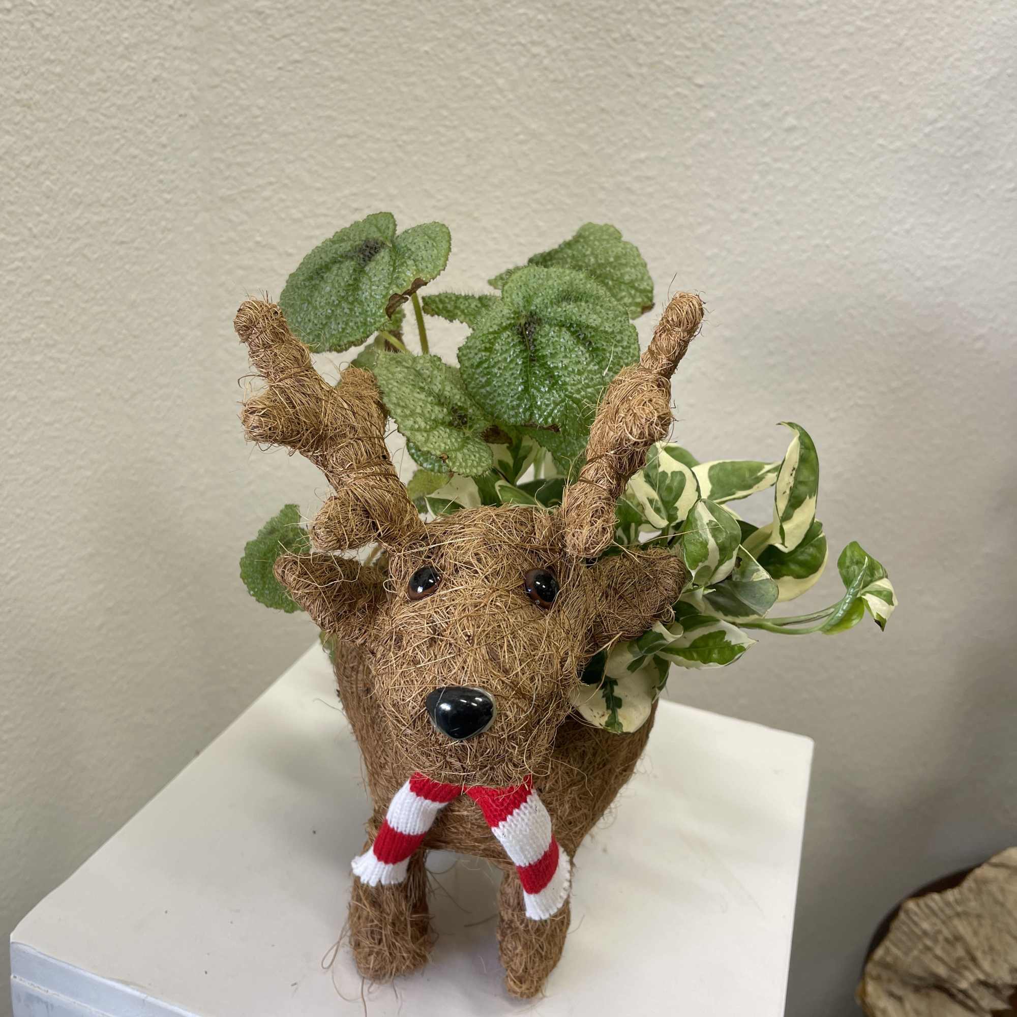 Plants potted in a coconut husk reindeer.
