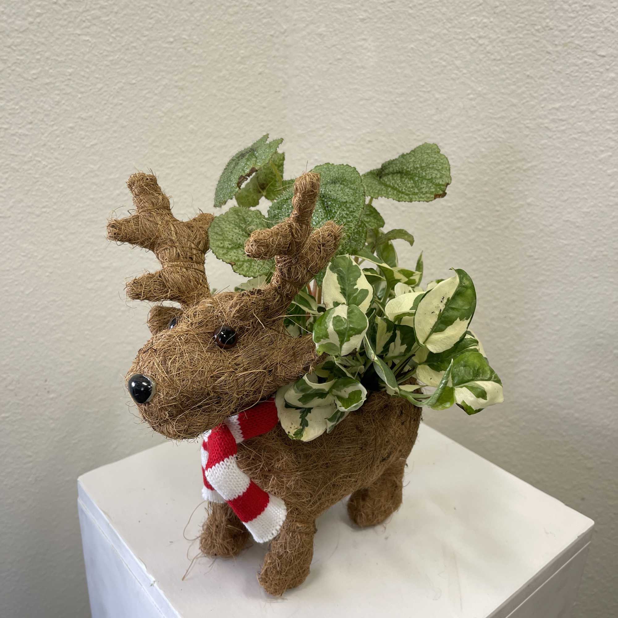 Plants potted in a coconut husk reindeer.
