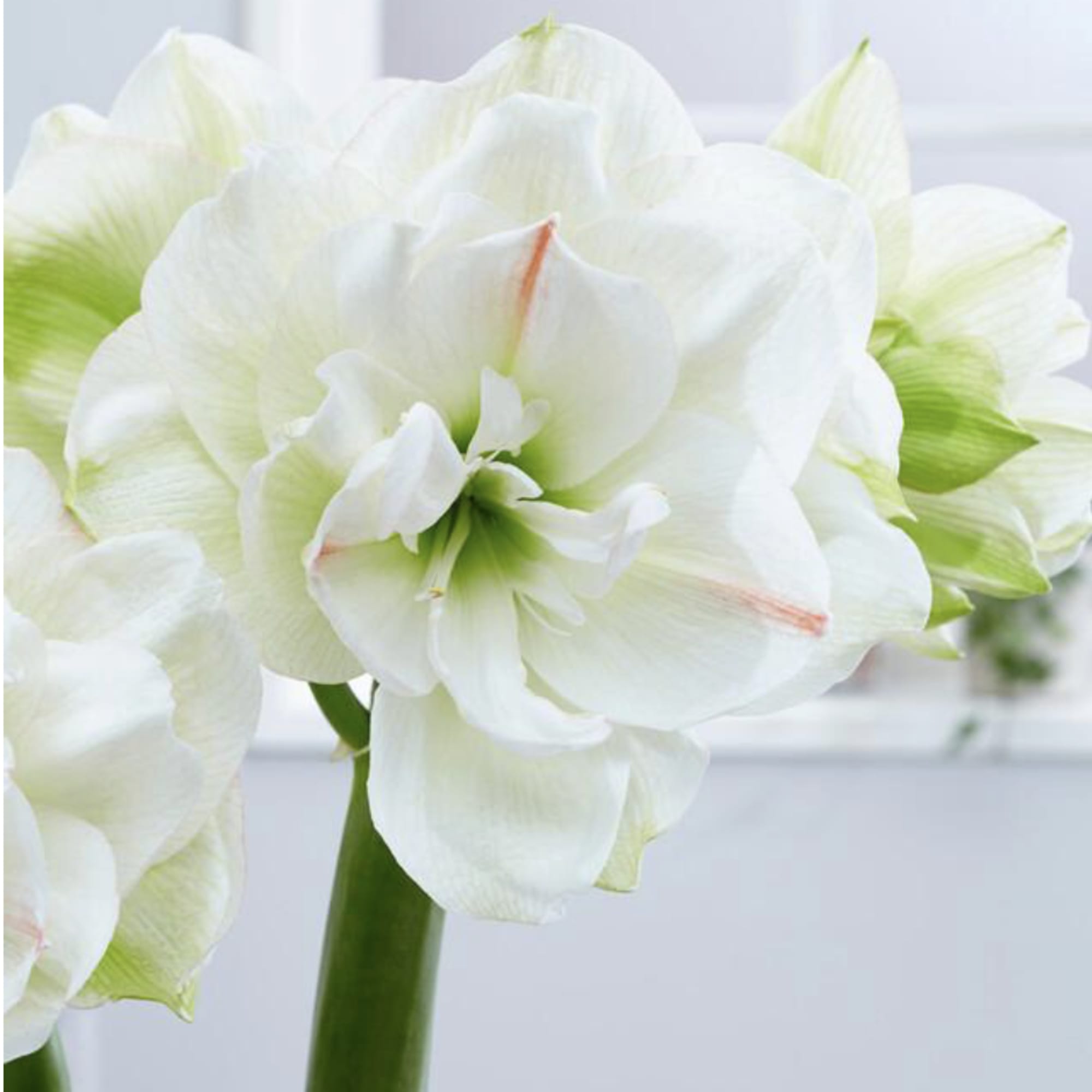 Watch it grow and bloom!

Amaryllis are rewarding, easy-care houseplants that brighten up