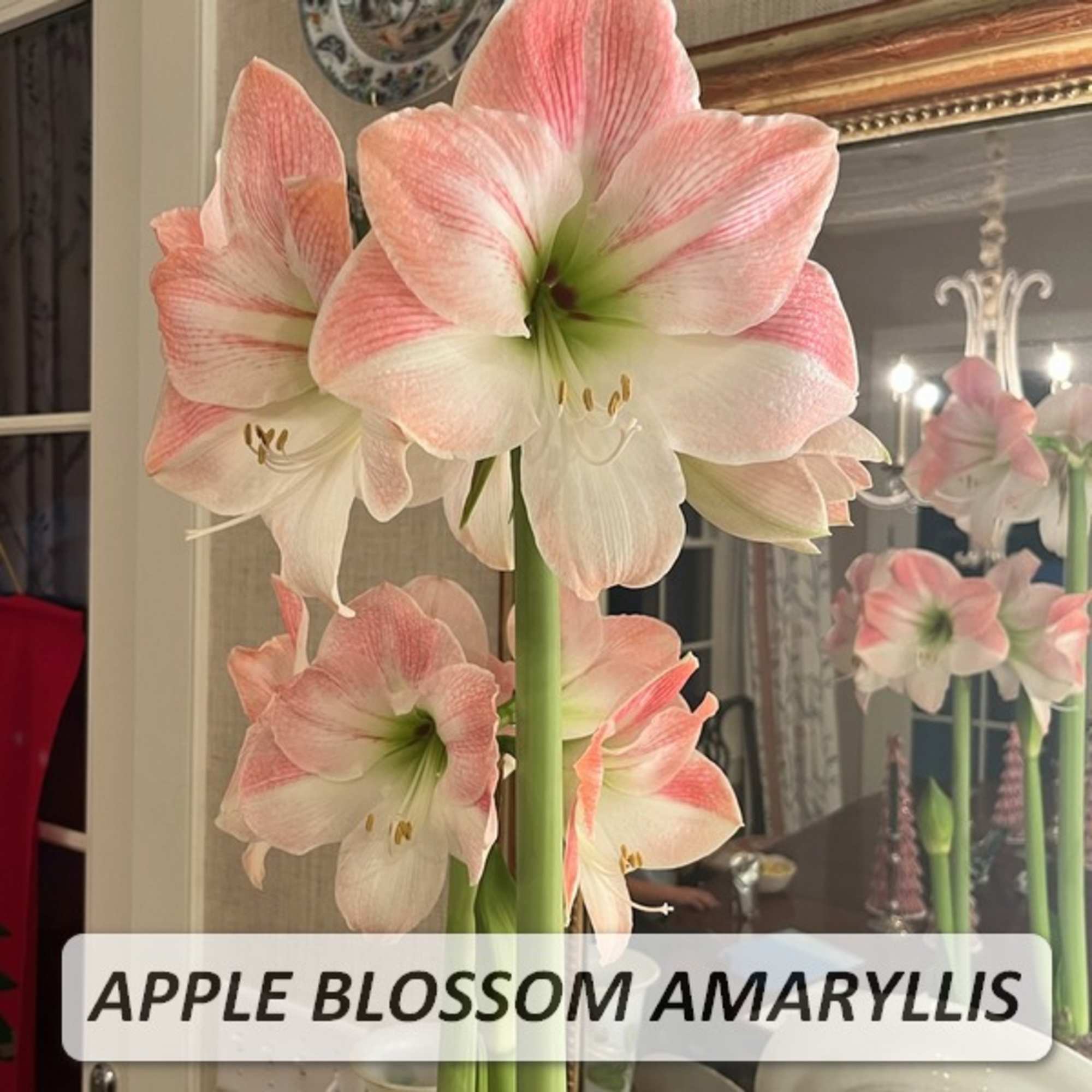 Long lasting and easy to care for giant DUTCH EXHIBITION SIZE AMARYLLIS