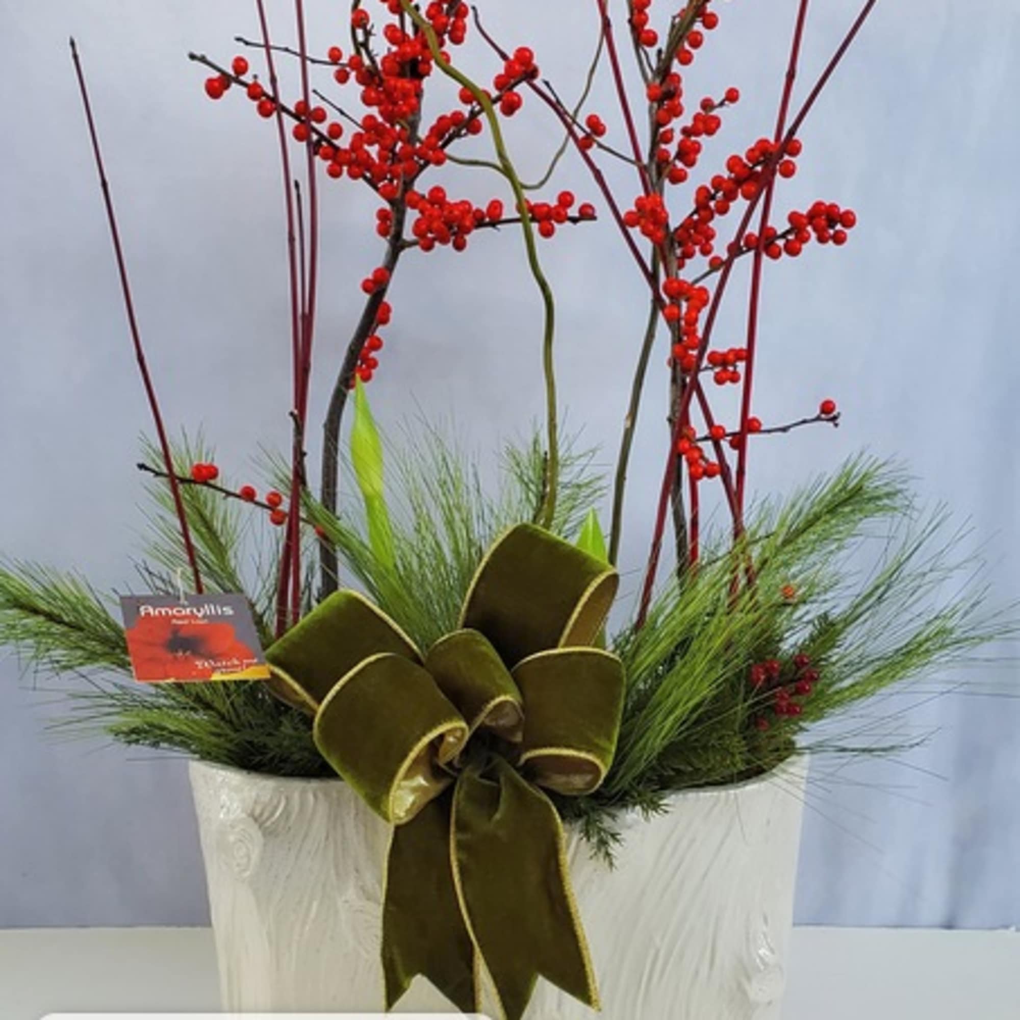 Long lasting and easy to care for giant DUTCH EXHIBITION SIZE AMARYLLIS