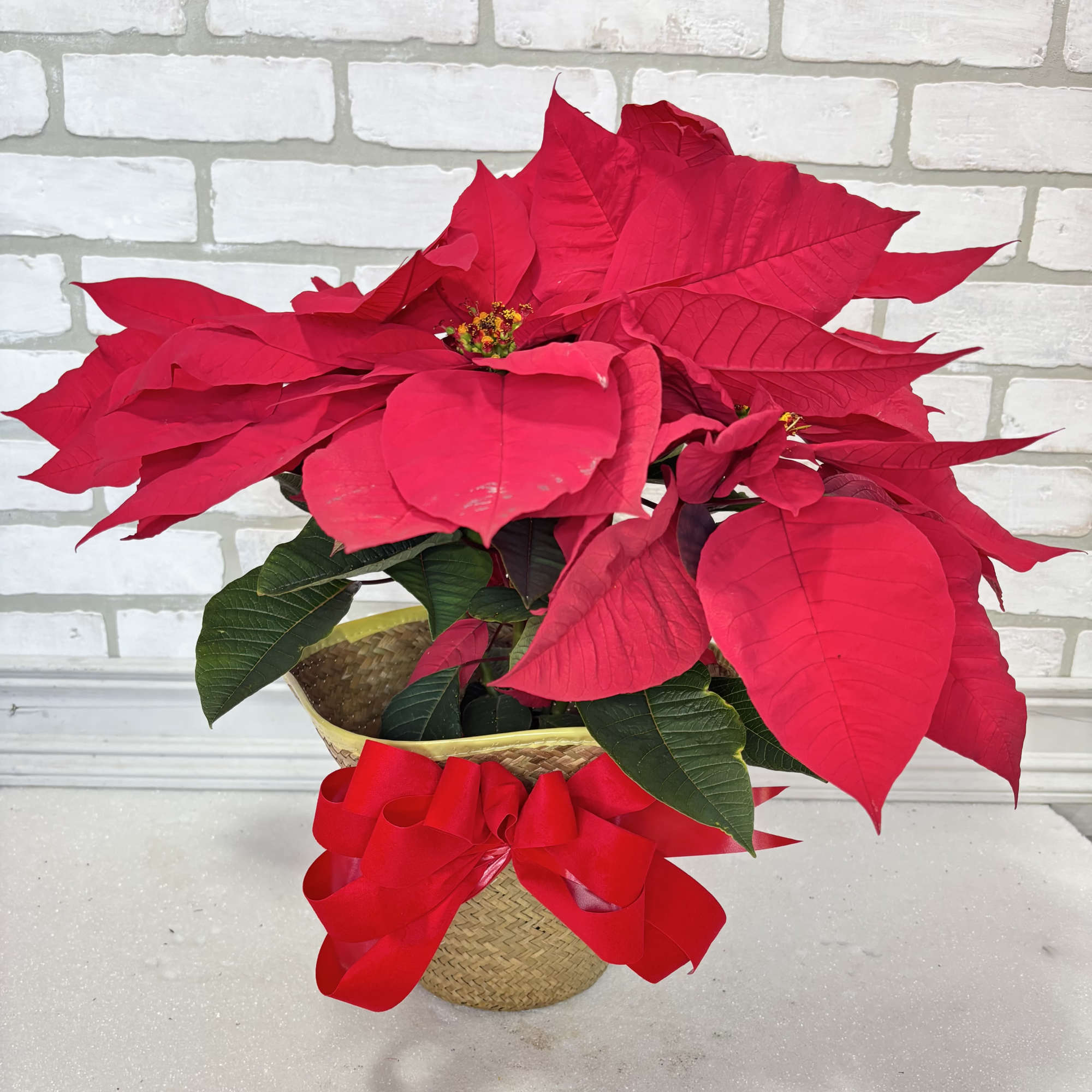 The perfect way to wish someone a Merry Christmas. Presented in a