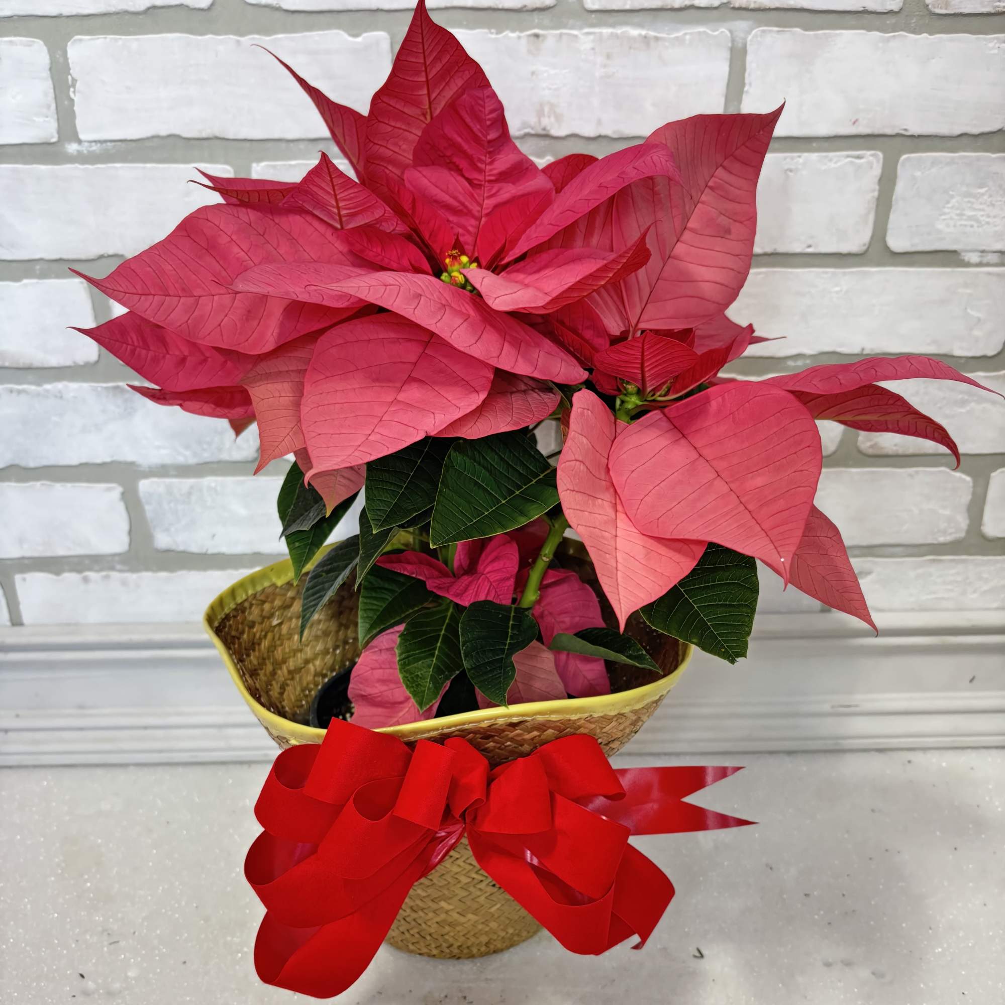 The perfect way to wish someone a Merry Christmas. Presented in a