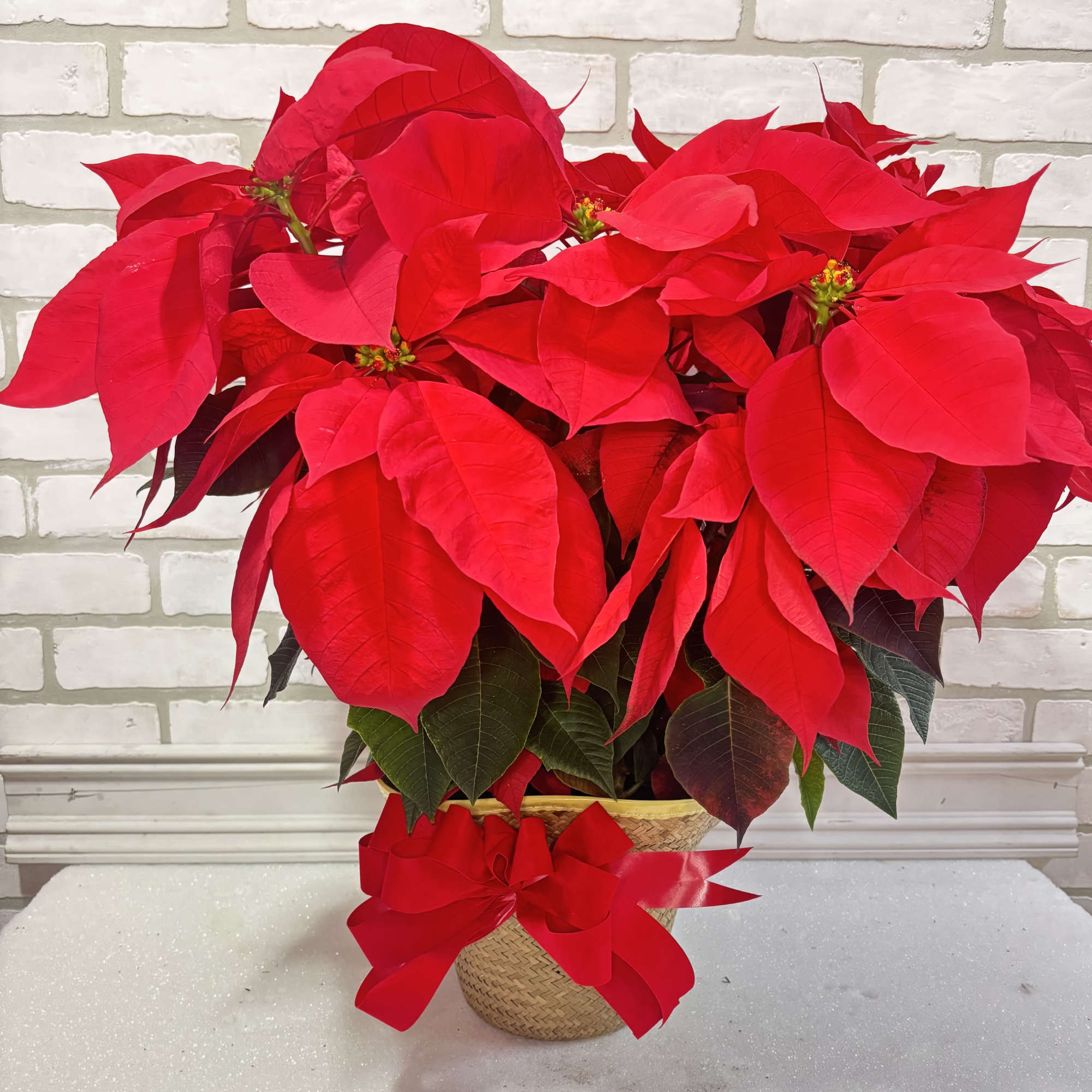 The perfect way to wish someone a Merry Christmas. Presented in a