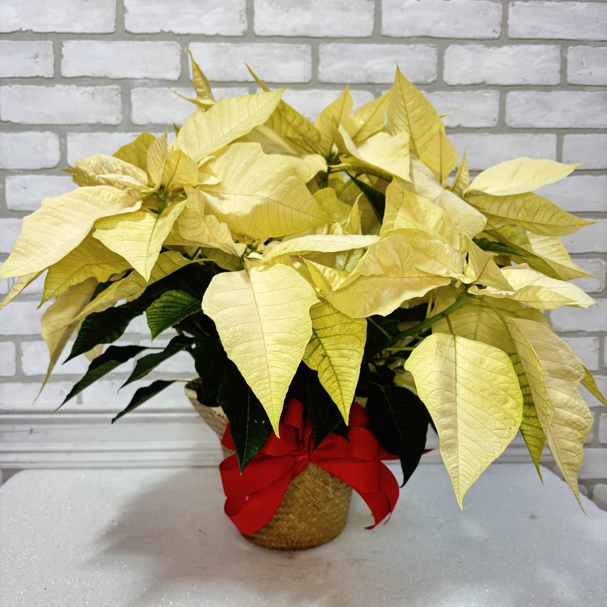 The perfect way to wish someone a Merry Christmas. Presented in a