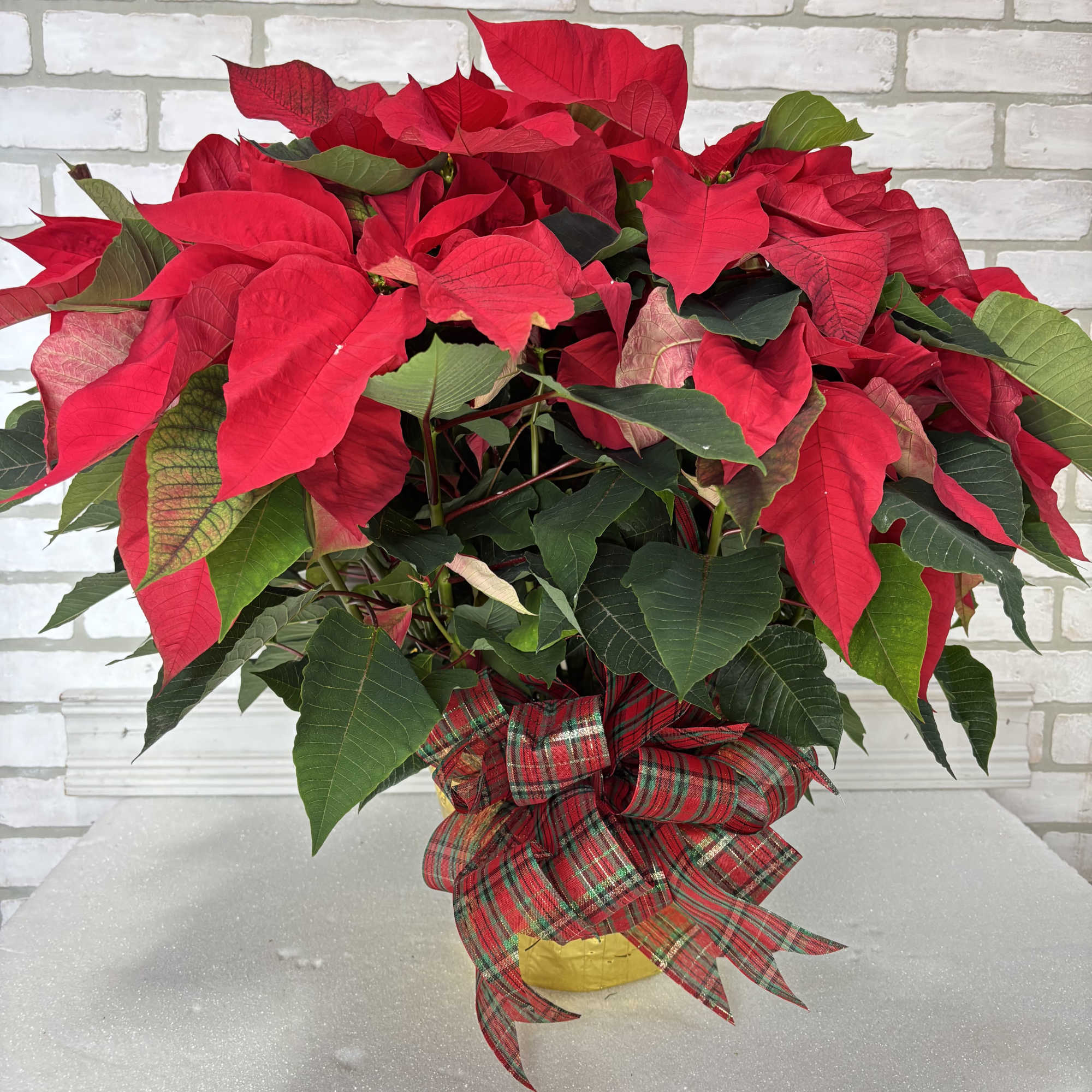 The perfect way to wish someone a Merry Christmas. Presented in a