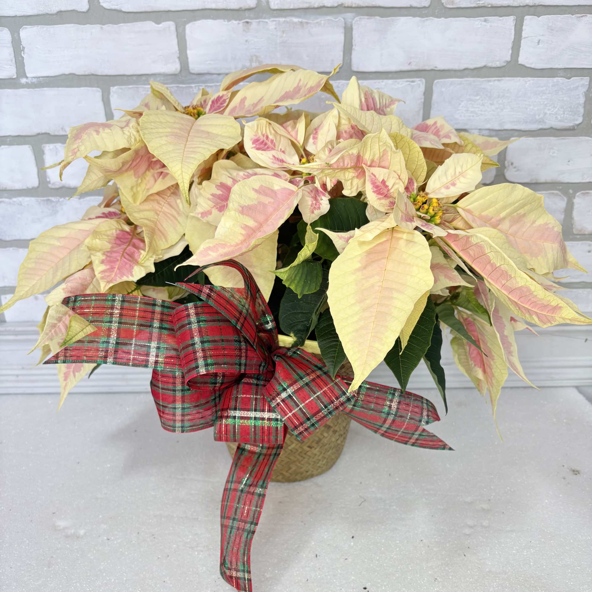 The perfect way to wish someone a Merry Christmas. Presented in a