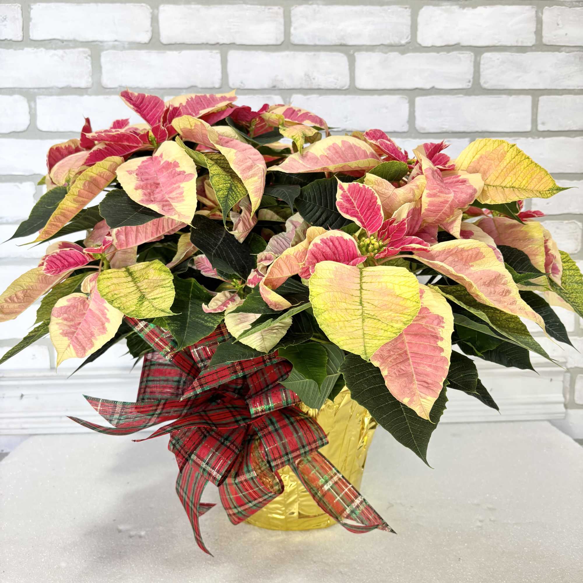 The perfect way to wish someone a Merry Christmas. Presented in a