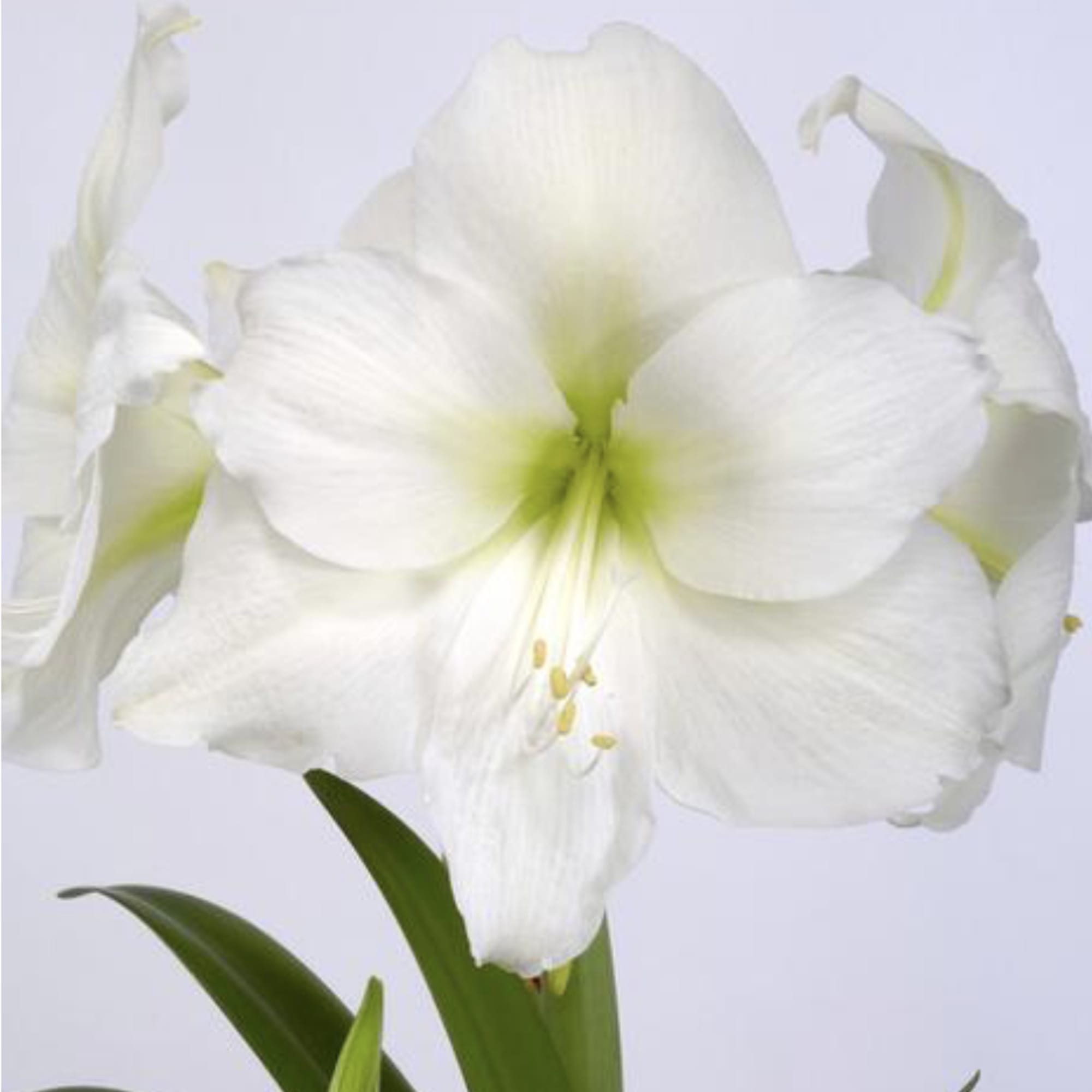 Watch it grow and bloom!

Amaryllis are rewarding, easy-care houseplants that brighten up
