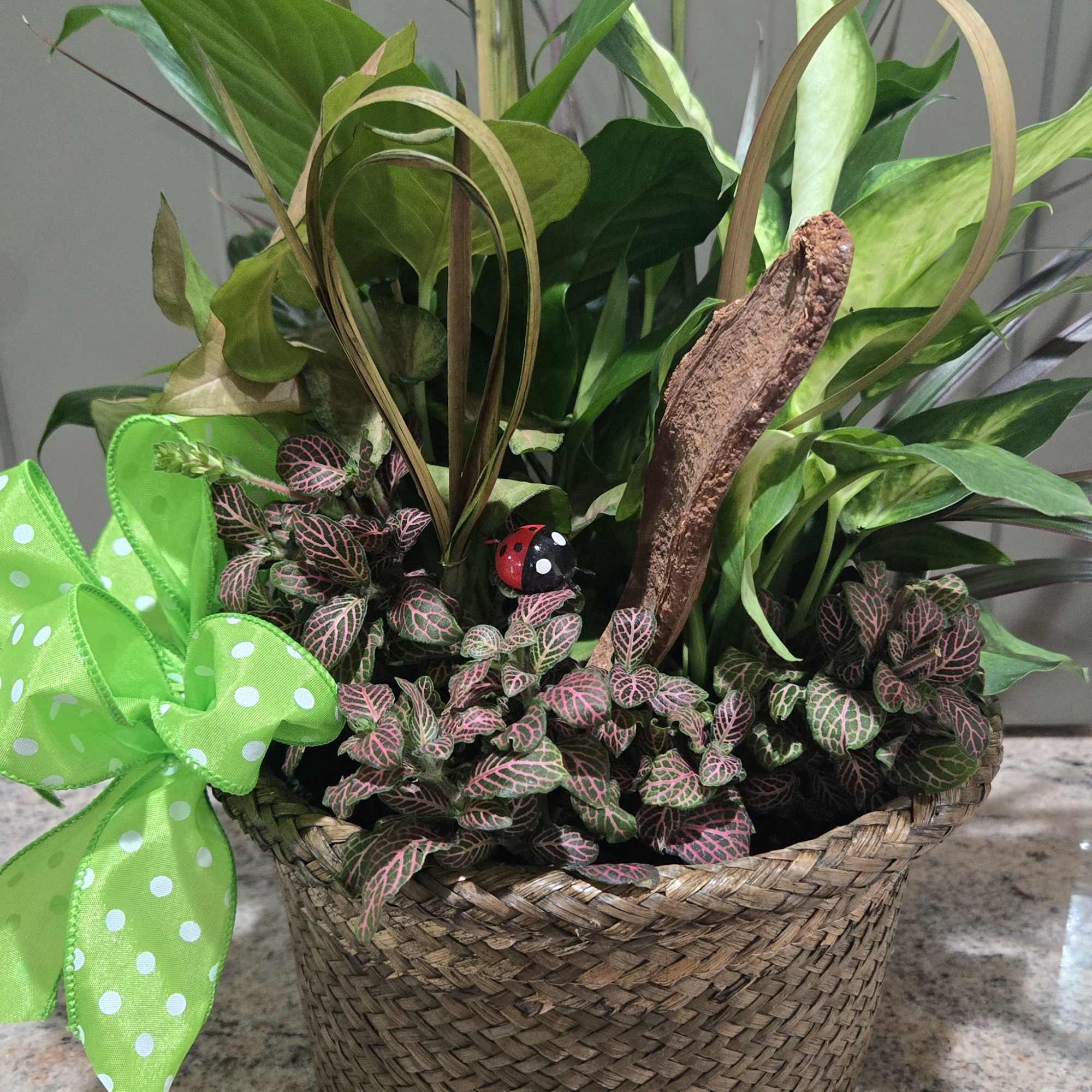 This 8&quot; collection of indoor plants are nestled in a liner and