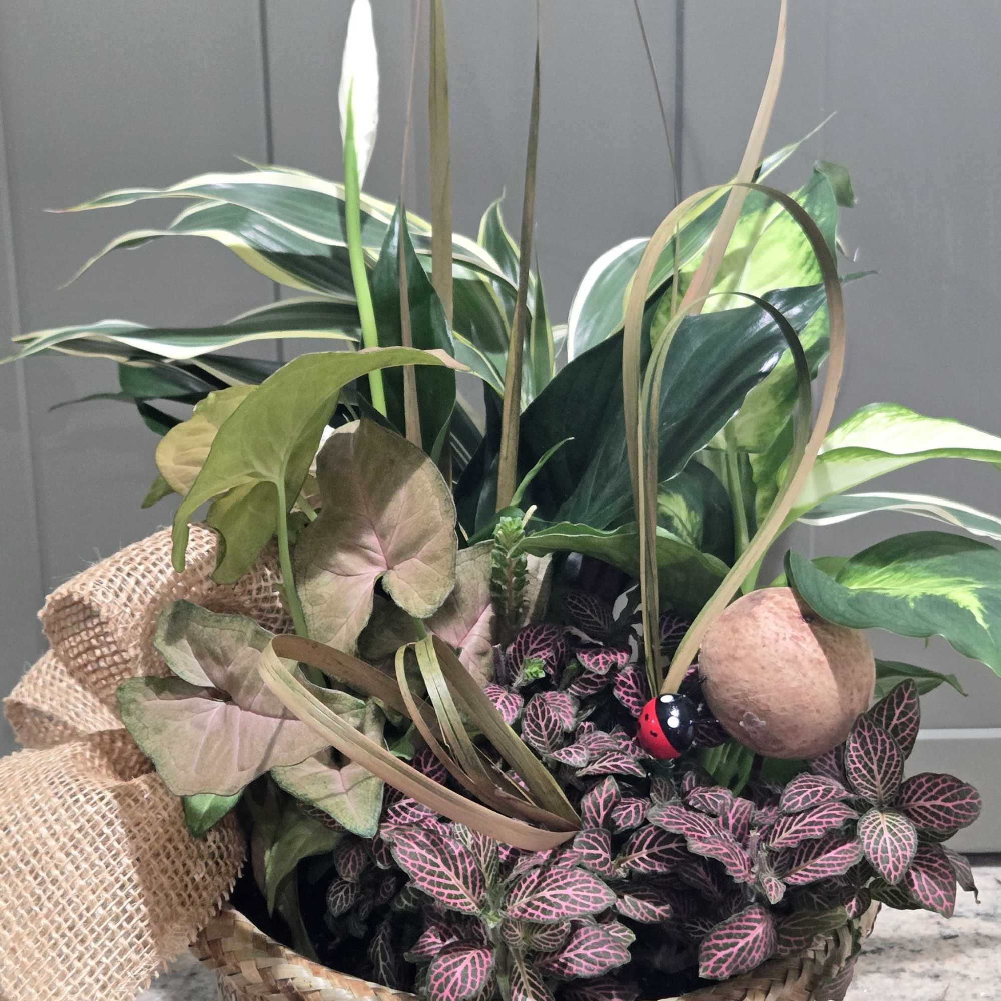 This collection of indoor houseplants all nestled in the 9" Rattan pot