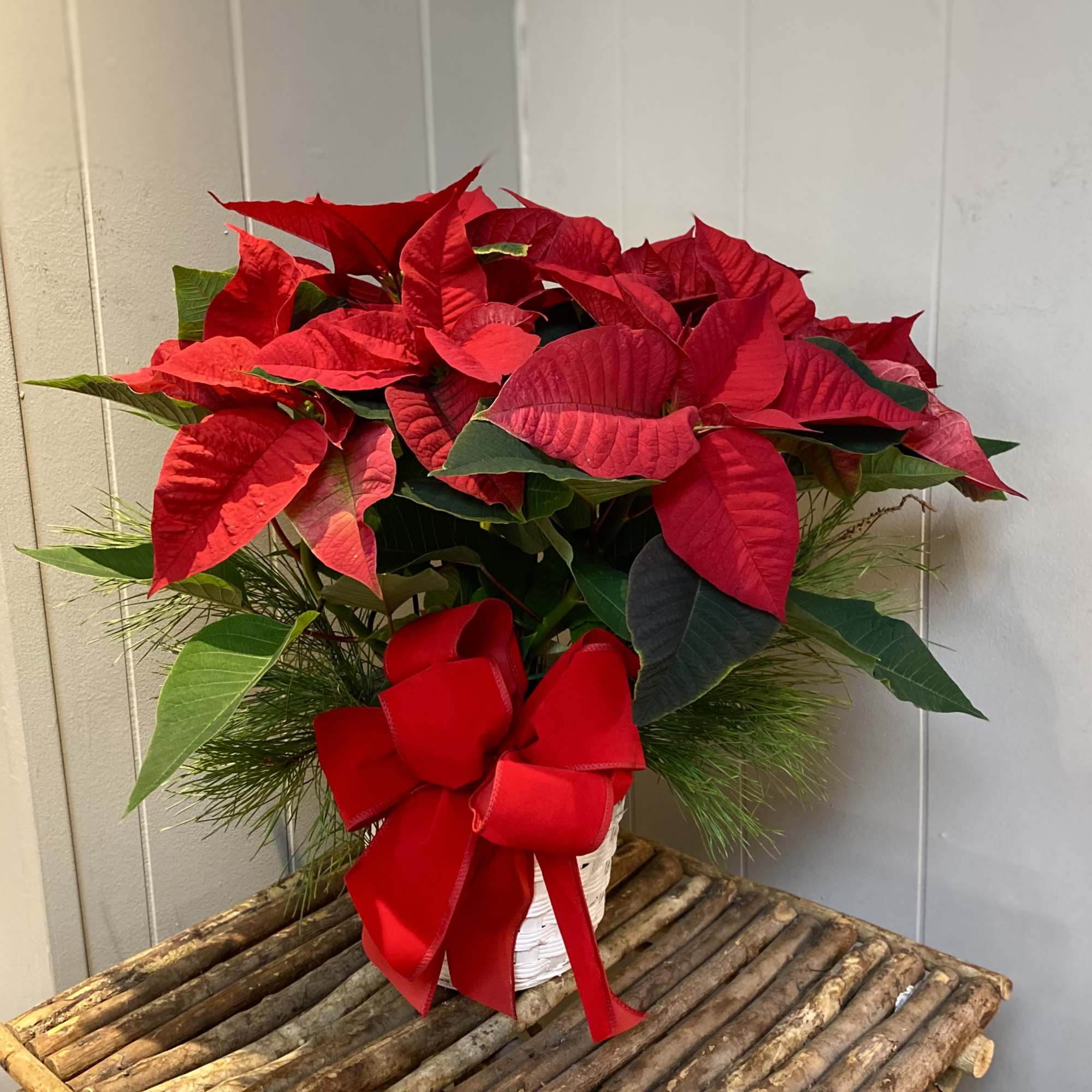 A classic holiday staple, the Poinsettia makes for a great gift or